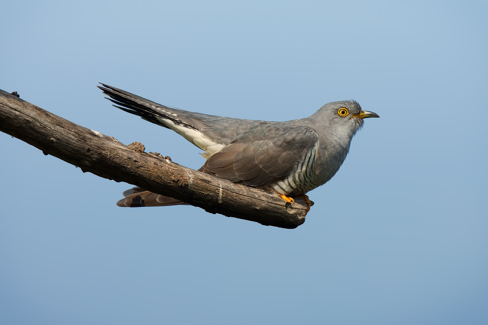 ... And with a little cuckoo ... (Male)