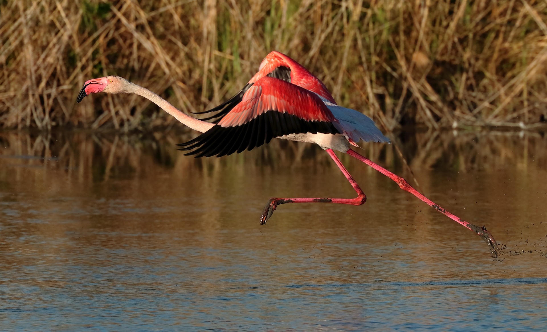 Flamingo in the race