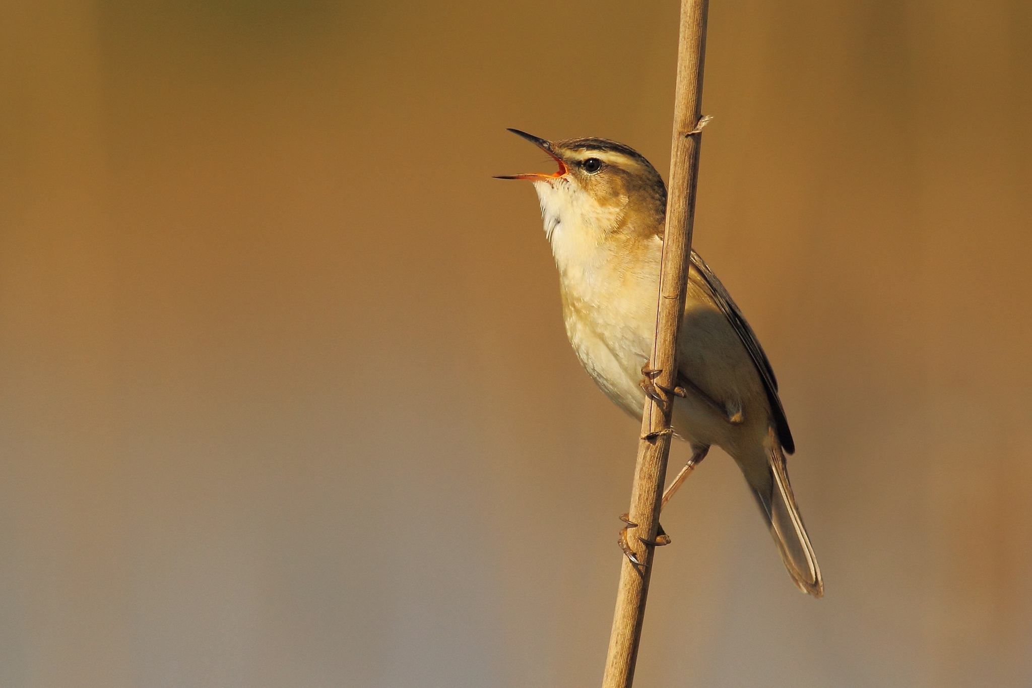 Sedge warbler