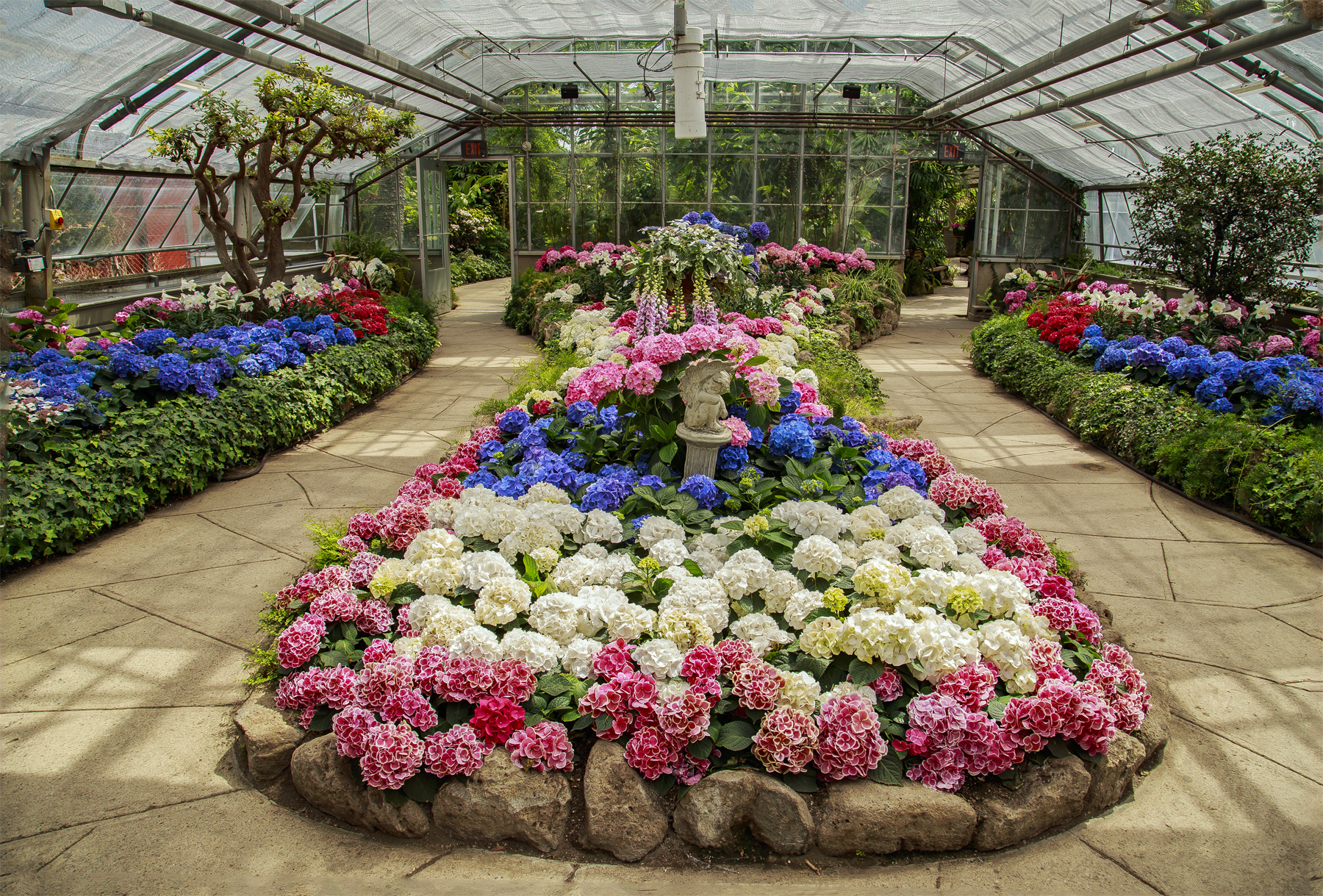 Hydrangea Greenhouse