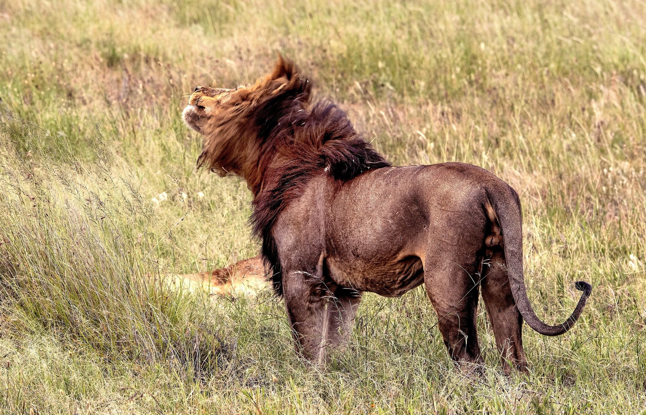 Tanzania 2015 - Lo scuotimento