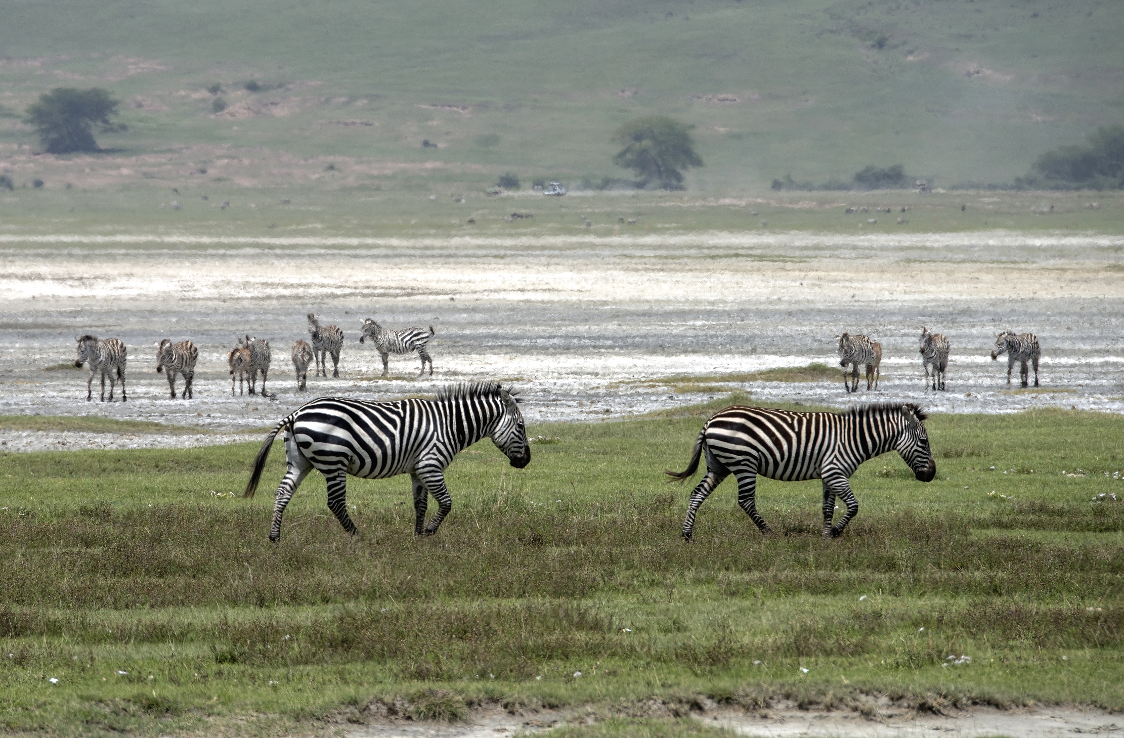 Tanzania 2015 - Zebre