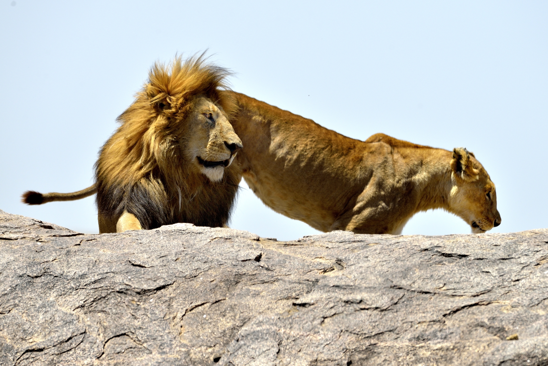 Tanzania 2015 - Sul Kopje