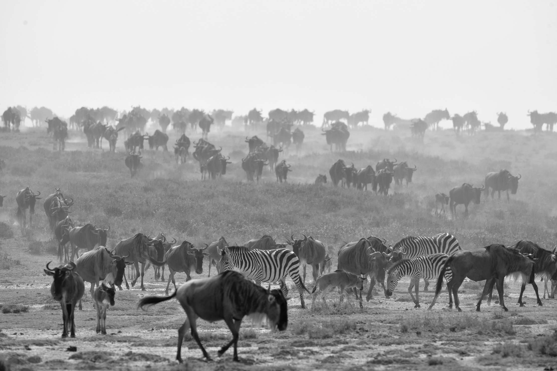 Tanzania 2015 - Migrazione BW