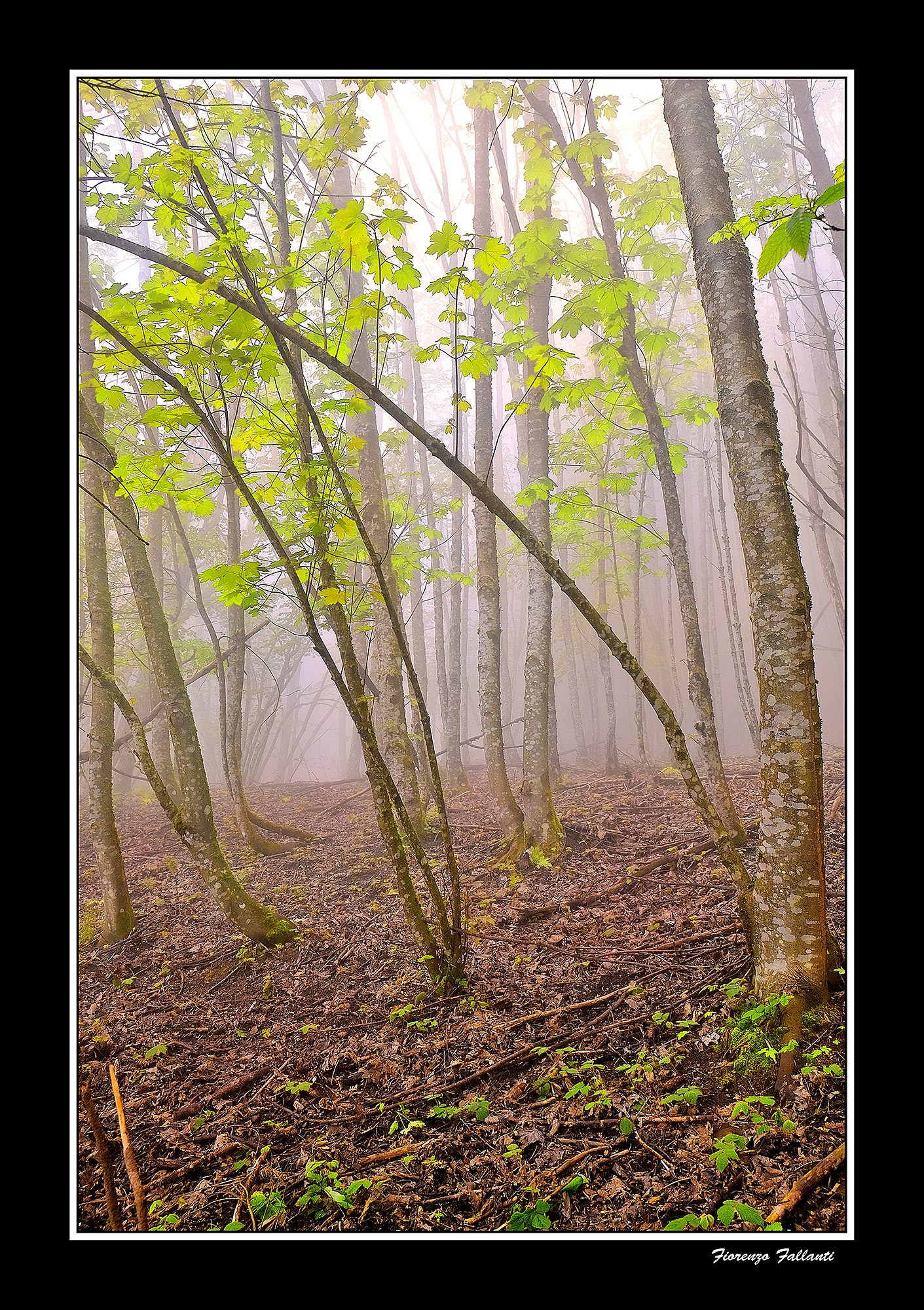 ... Primavera in Appennino Tosco_Emiliano