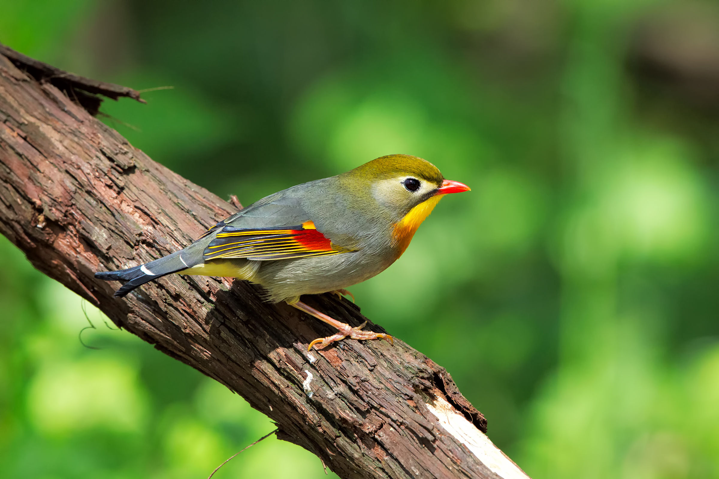 Nightingale of Japan