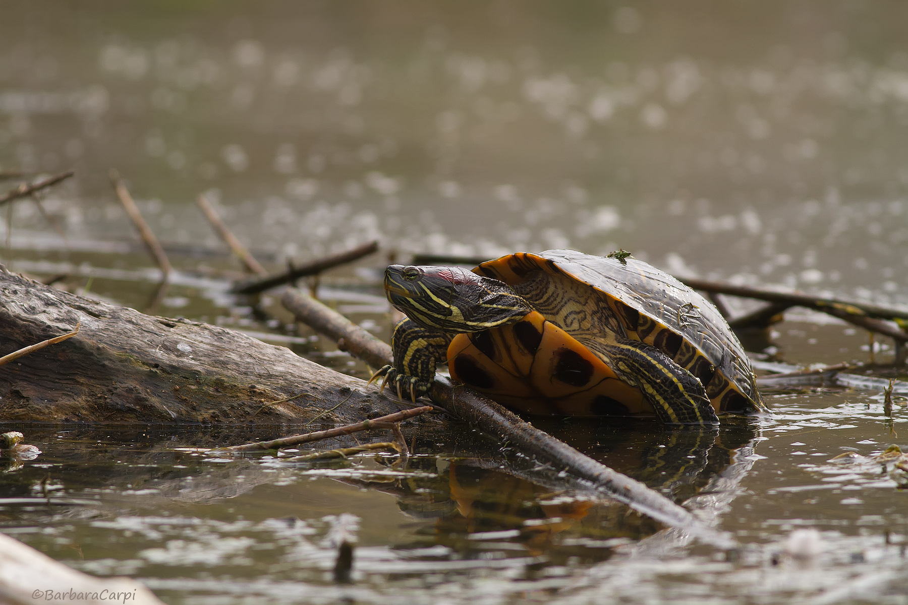 Tartaruga guance rosse