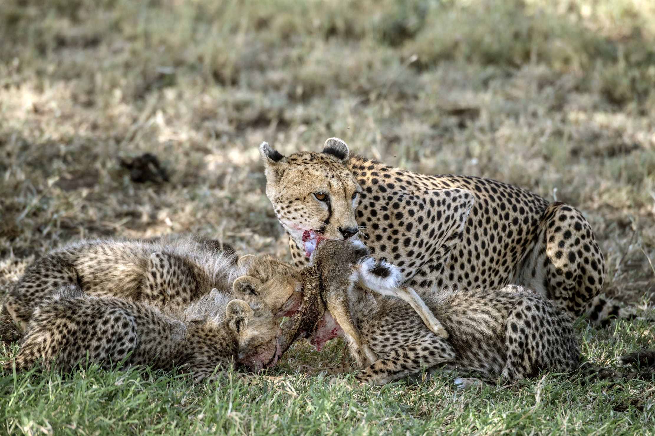 Tanzania 2015 - Colazione con il leprotto