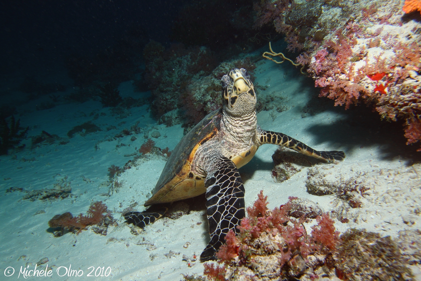 Maldives - Turtle
