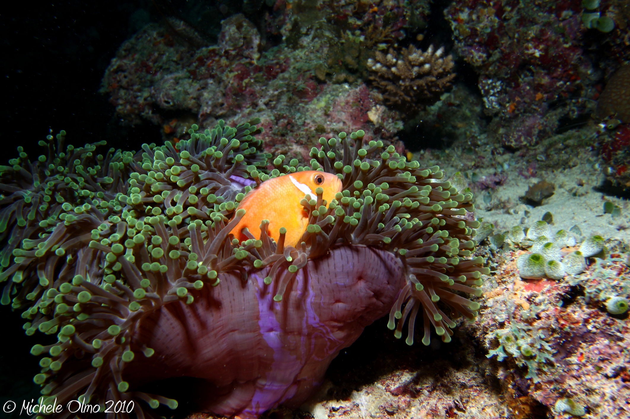 Maldive - Anemone & Pagliaccio