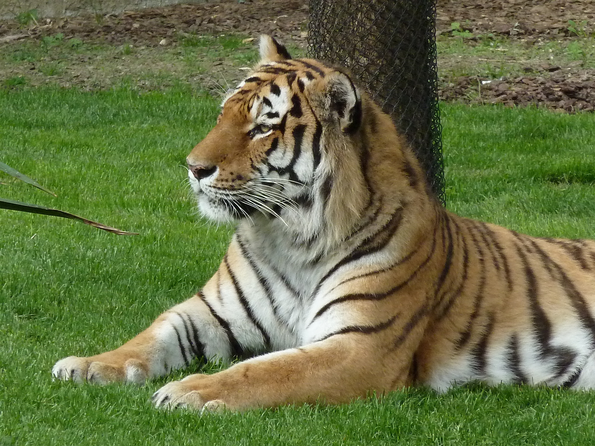 Tigre siberiana