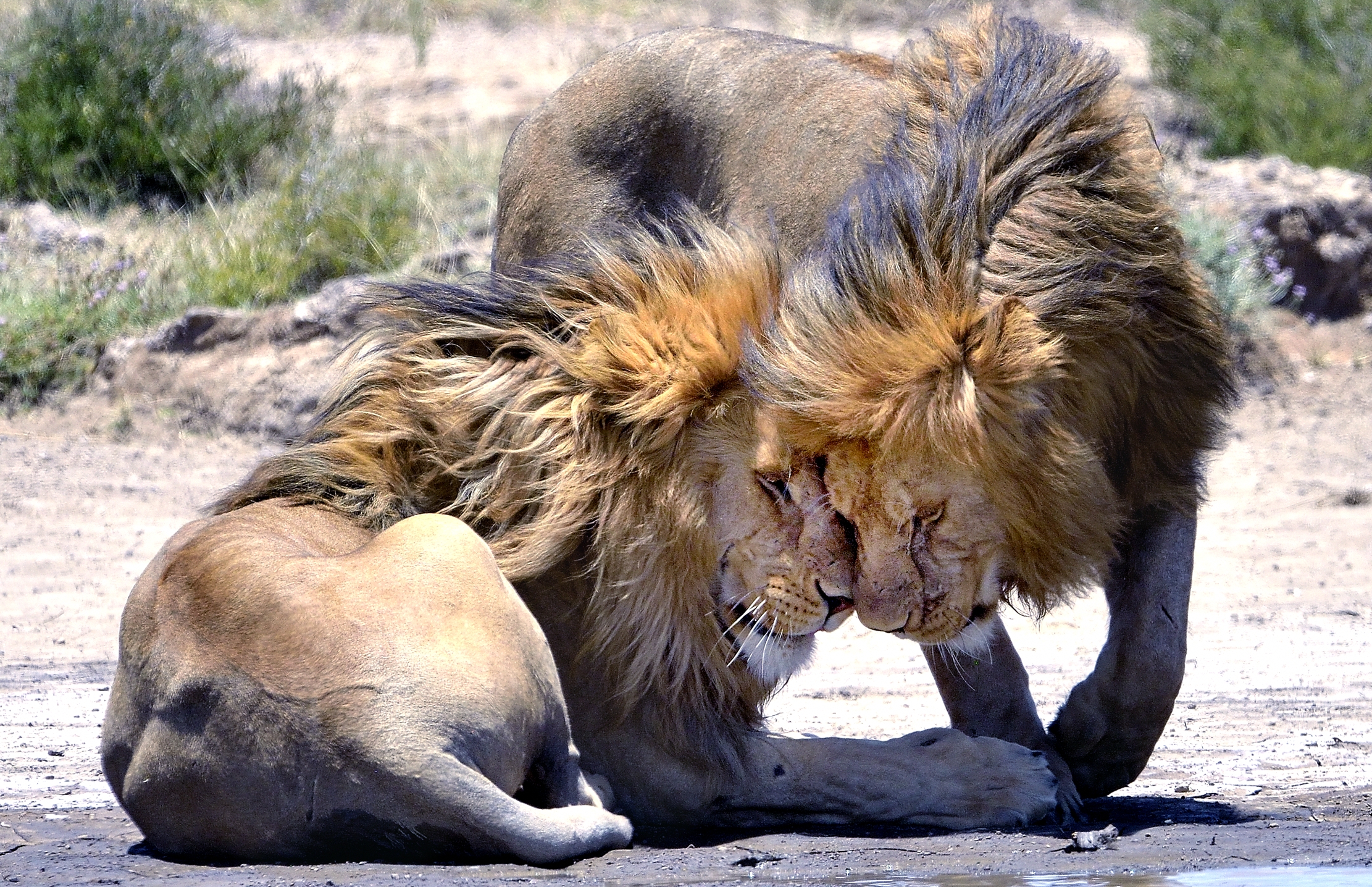 Tanzania 2015 - Fratelli