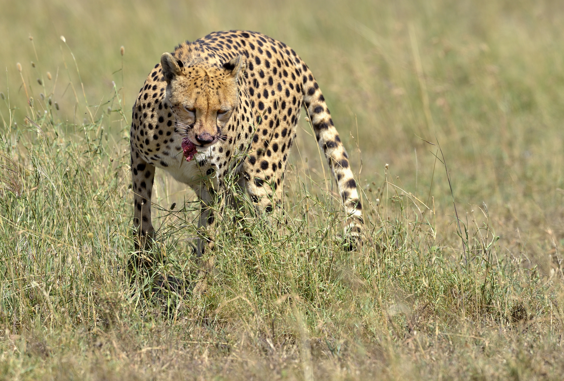 Tanzania 2015 - Il Boccone