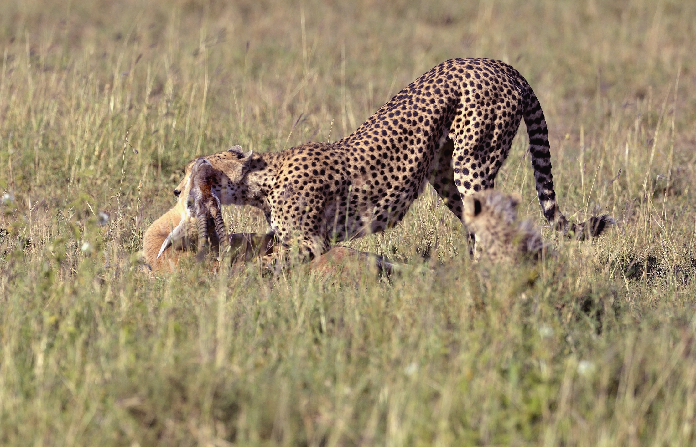 Tanzania 2015 - Sulla preda