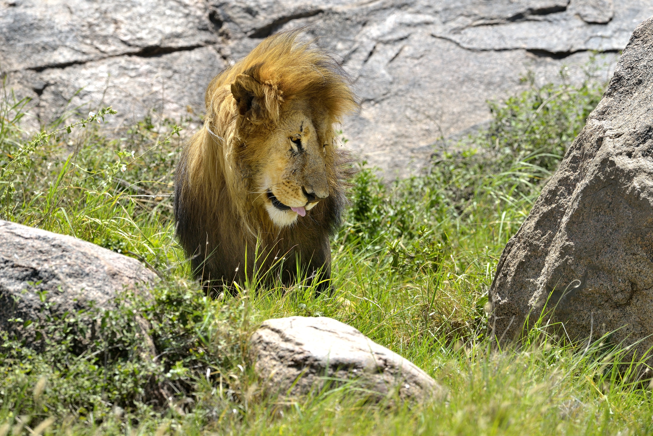 Tanzania 2015 - vicino l'oggetto del desiderio.....