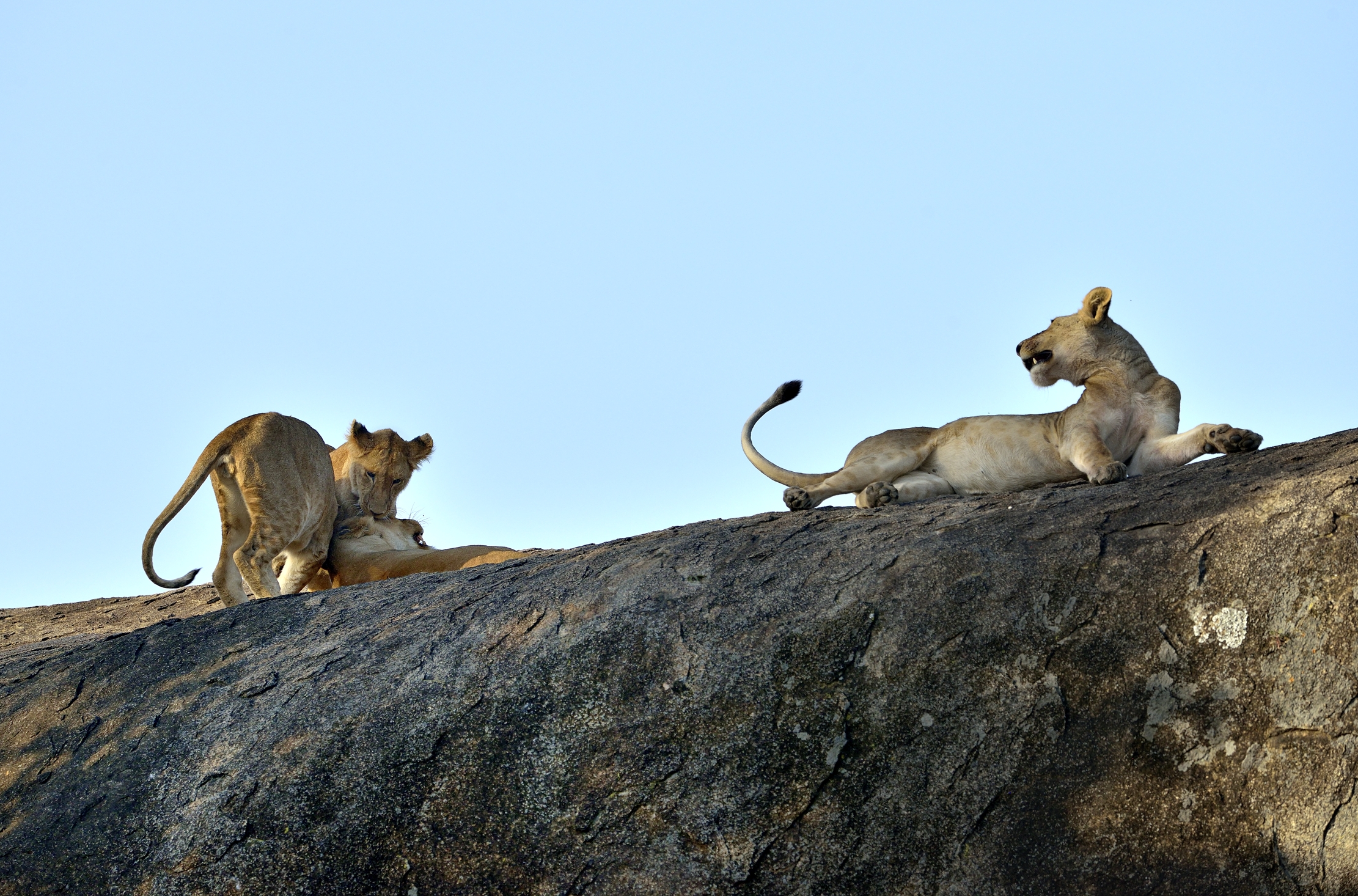 Tanzania 2015 - Sul Kopje