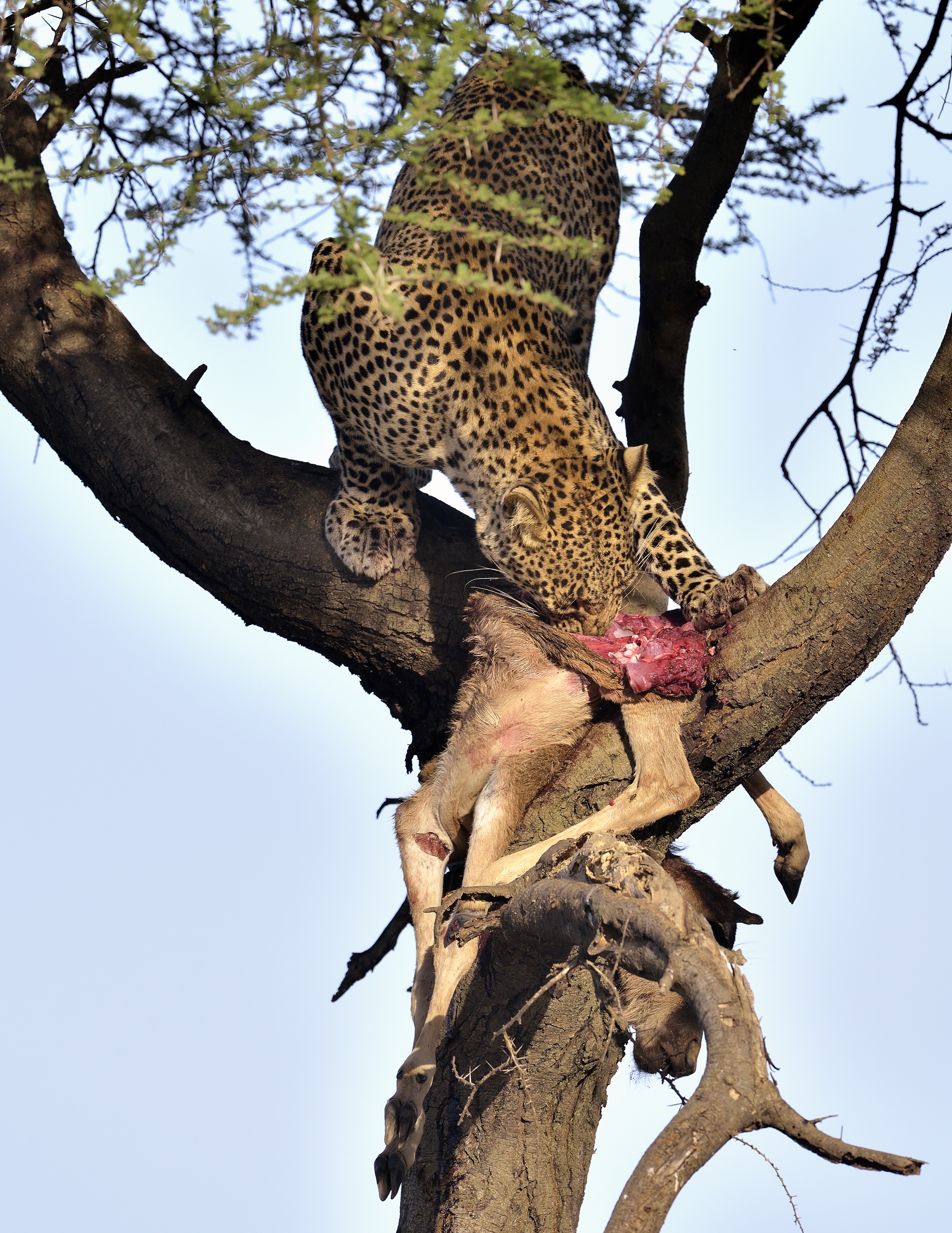 Tanzania 2015 - Leopard