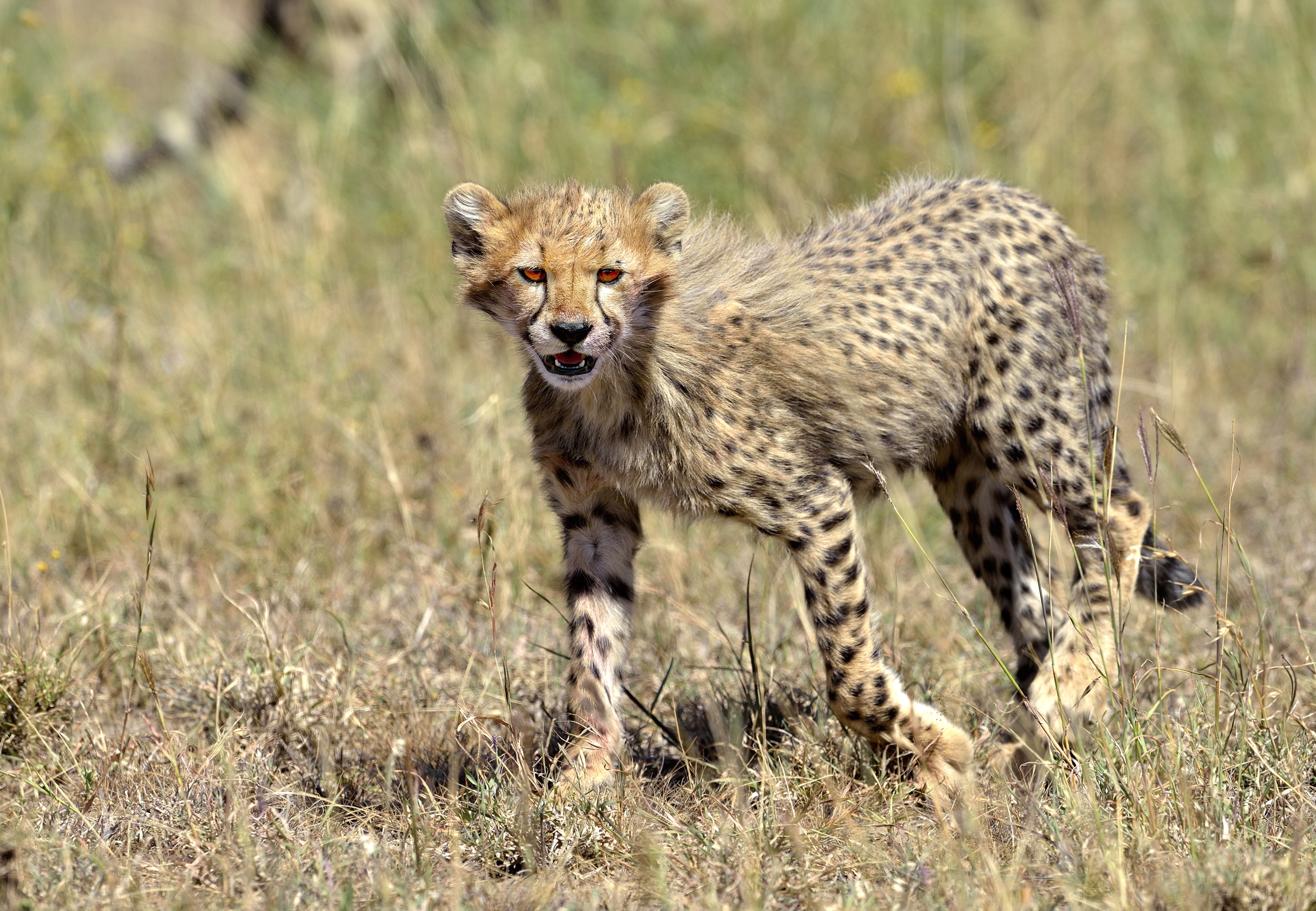 Tanzania 2015 - Ghepardino