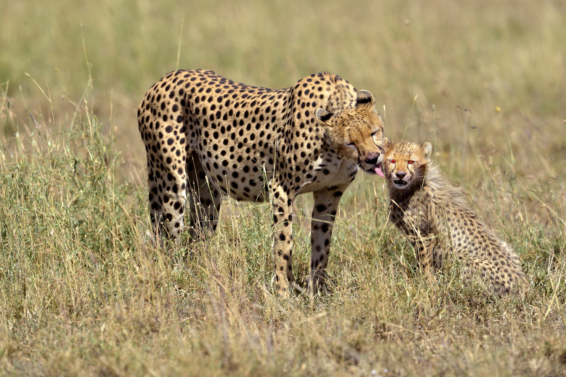 Tanzania 2015 - Ma quanto ti voglio bene!