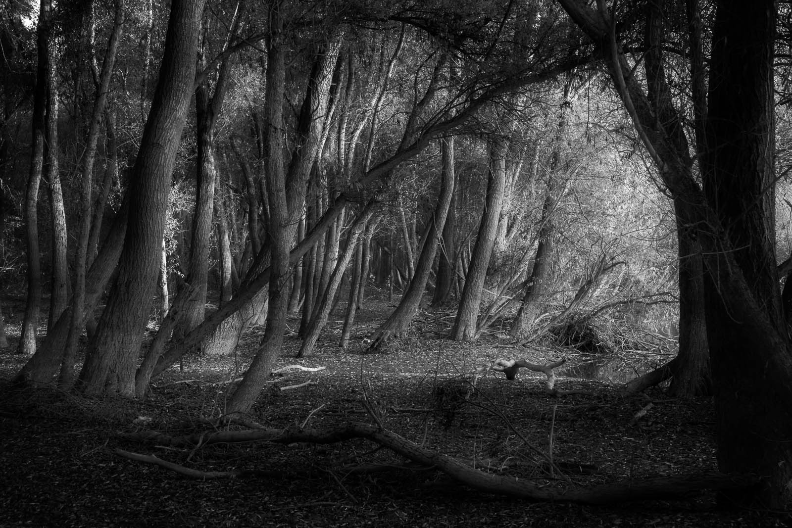 After the great flood