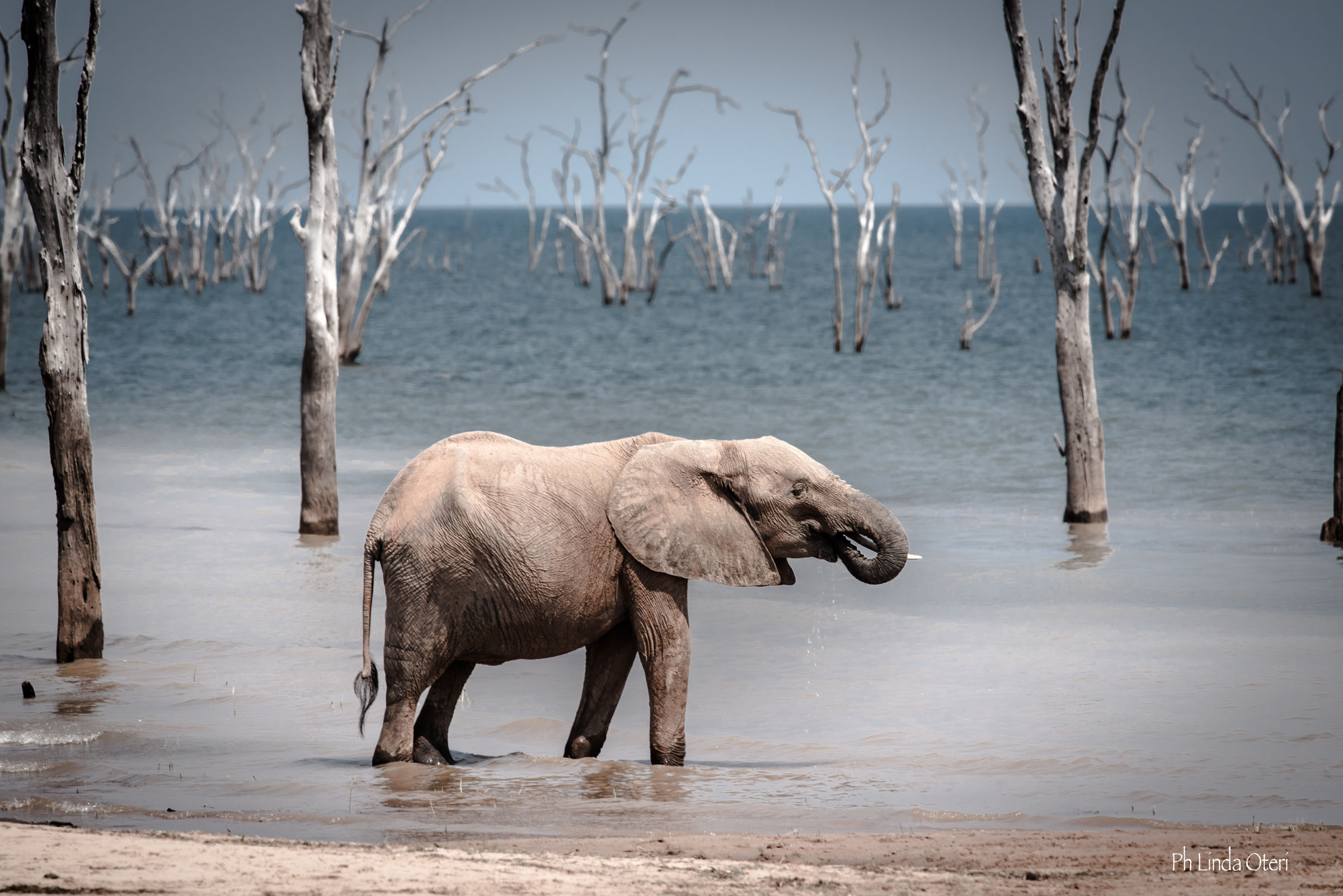 An elephant on the mystical Lake Kariba