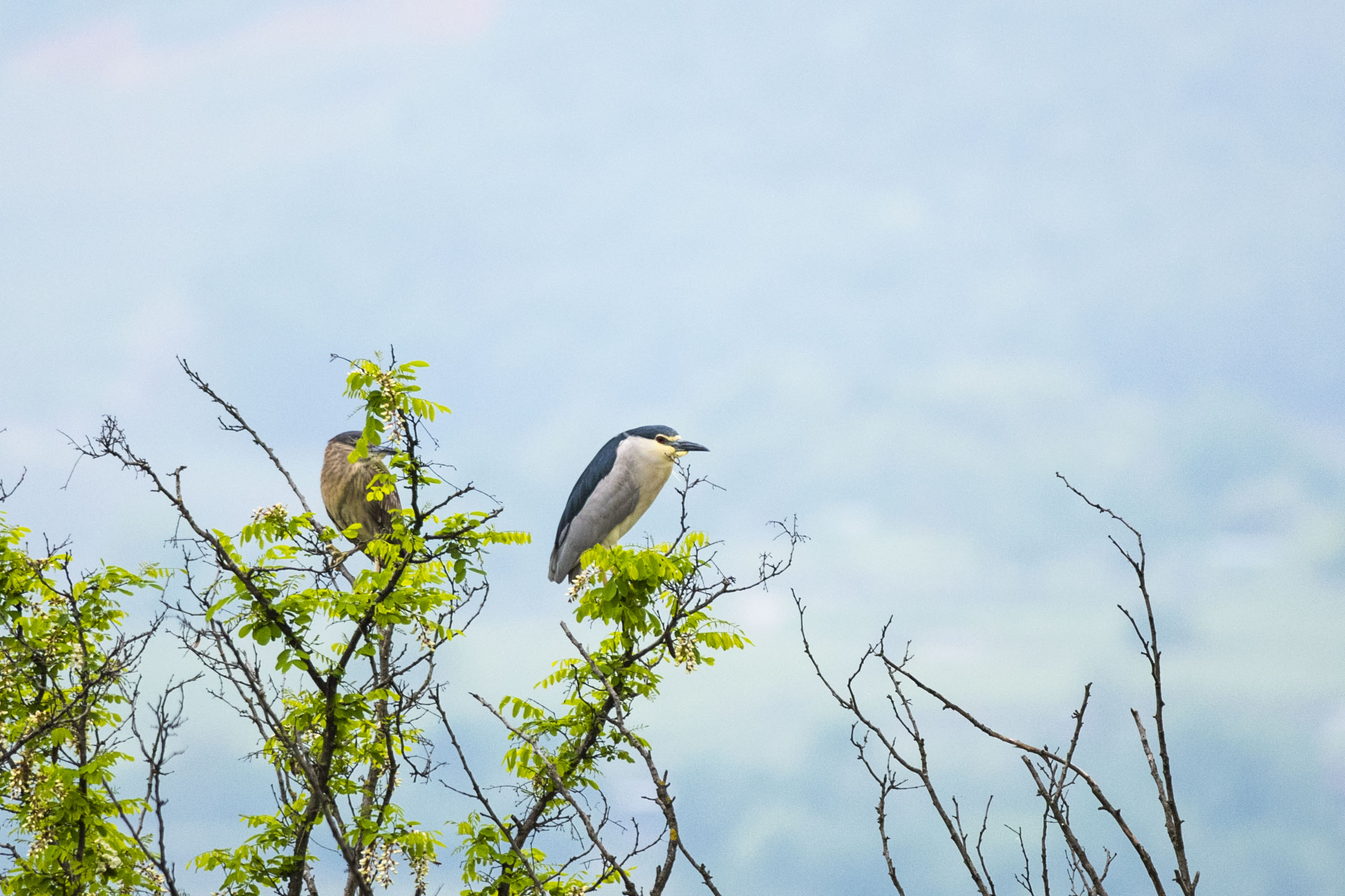 Nitticora(Nycticorax,Nycticorax).