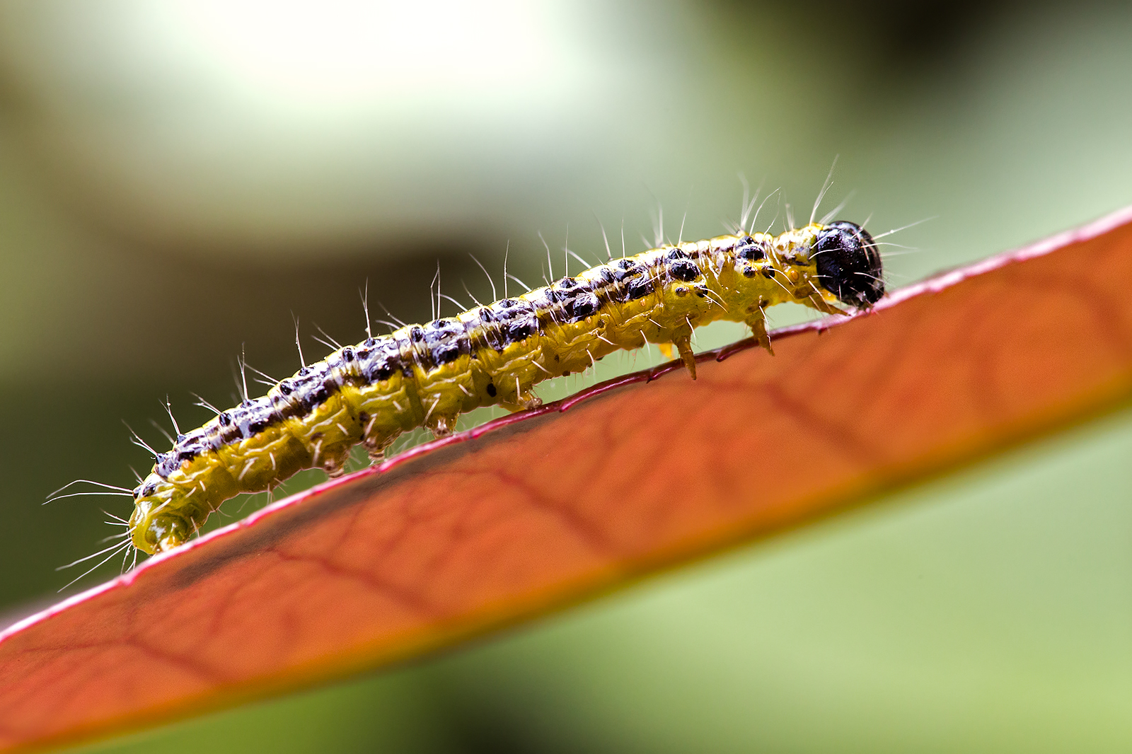 Thaumetopoea pityocampa (Processionaria del pino)