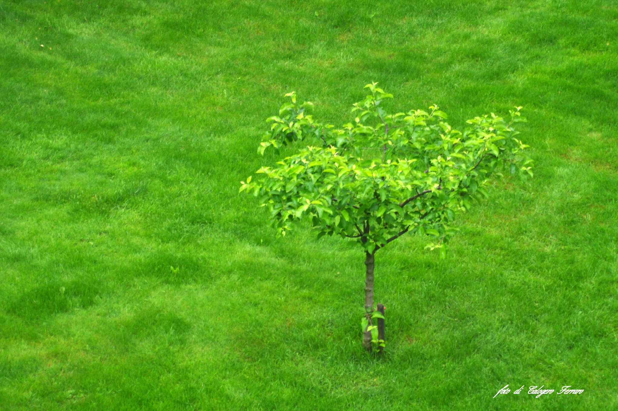 Il sincero verde della natura