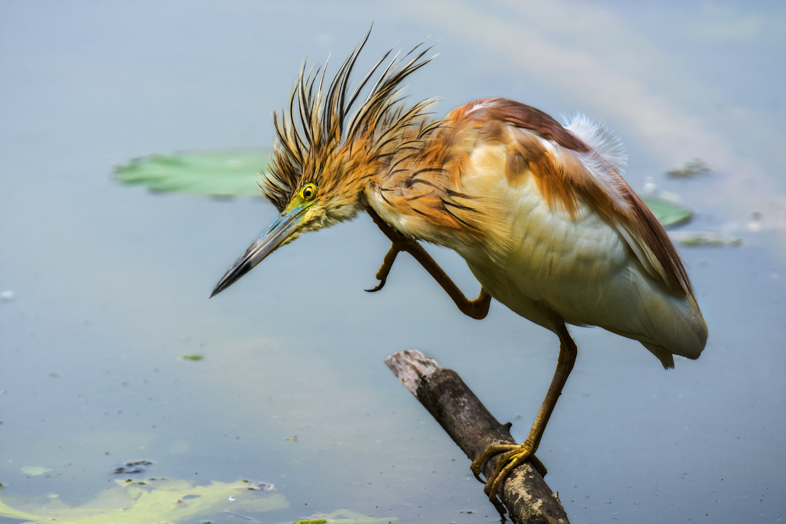 Ho un diavolo per capello.