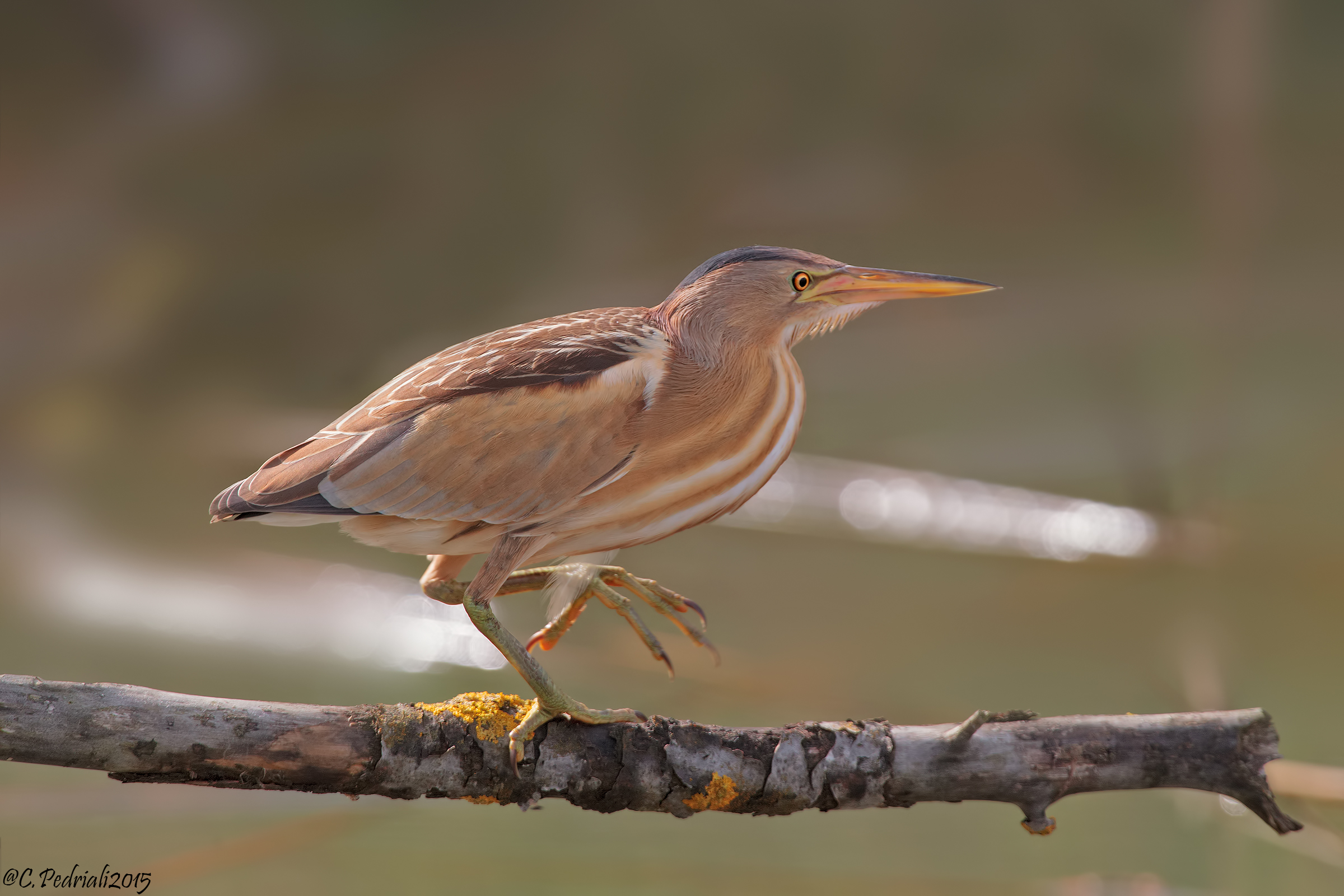 Bittern f. on perch ...