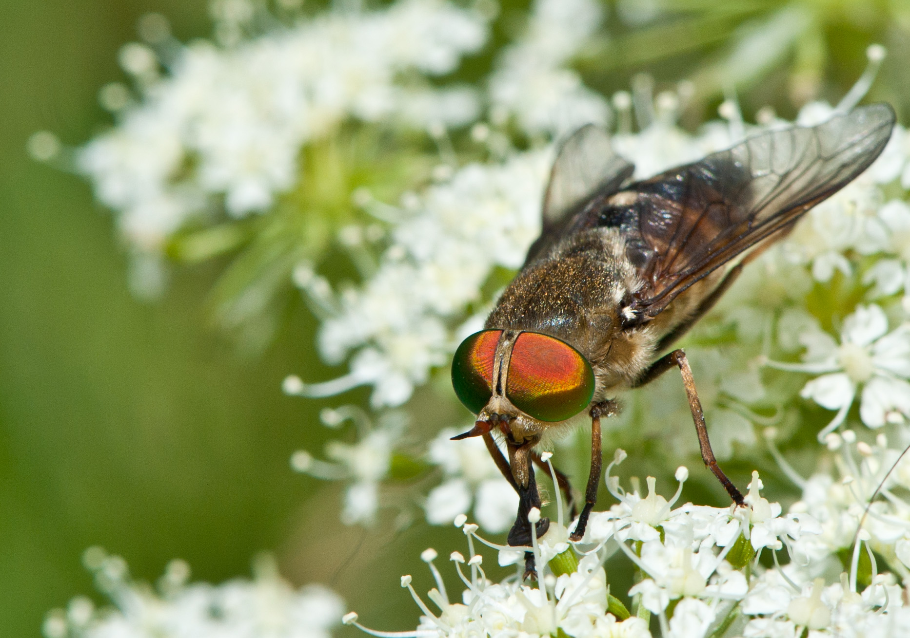 Horsefly