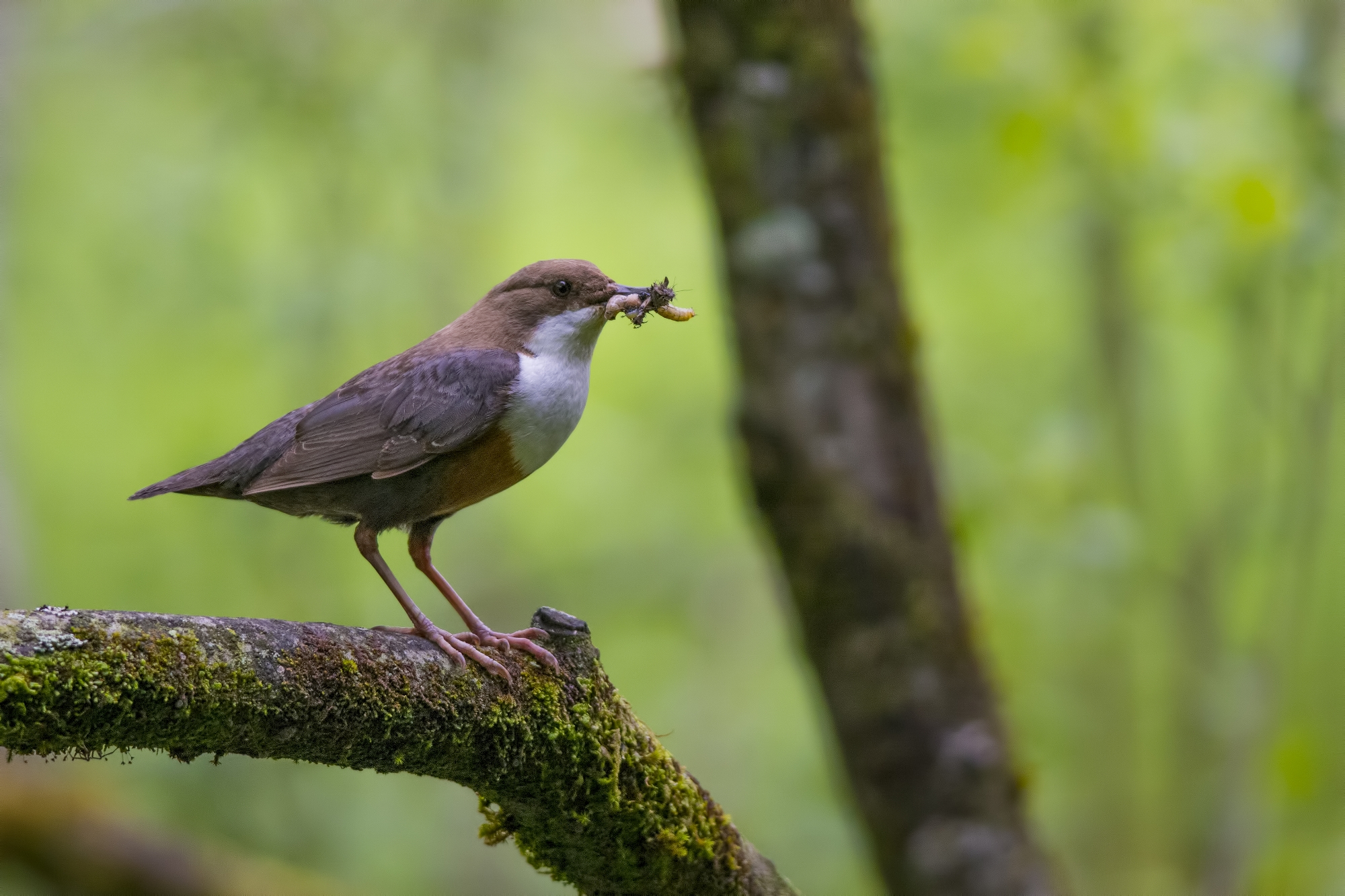 Dipper