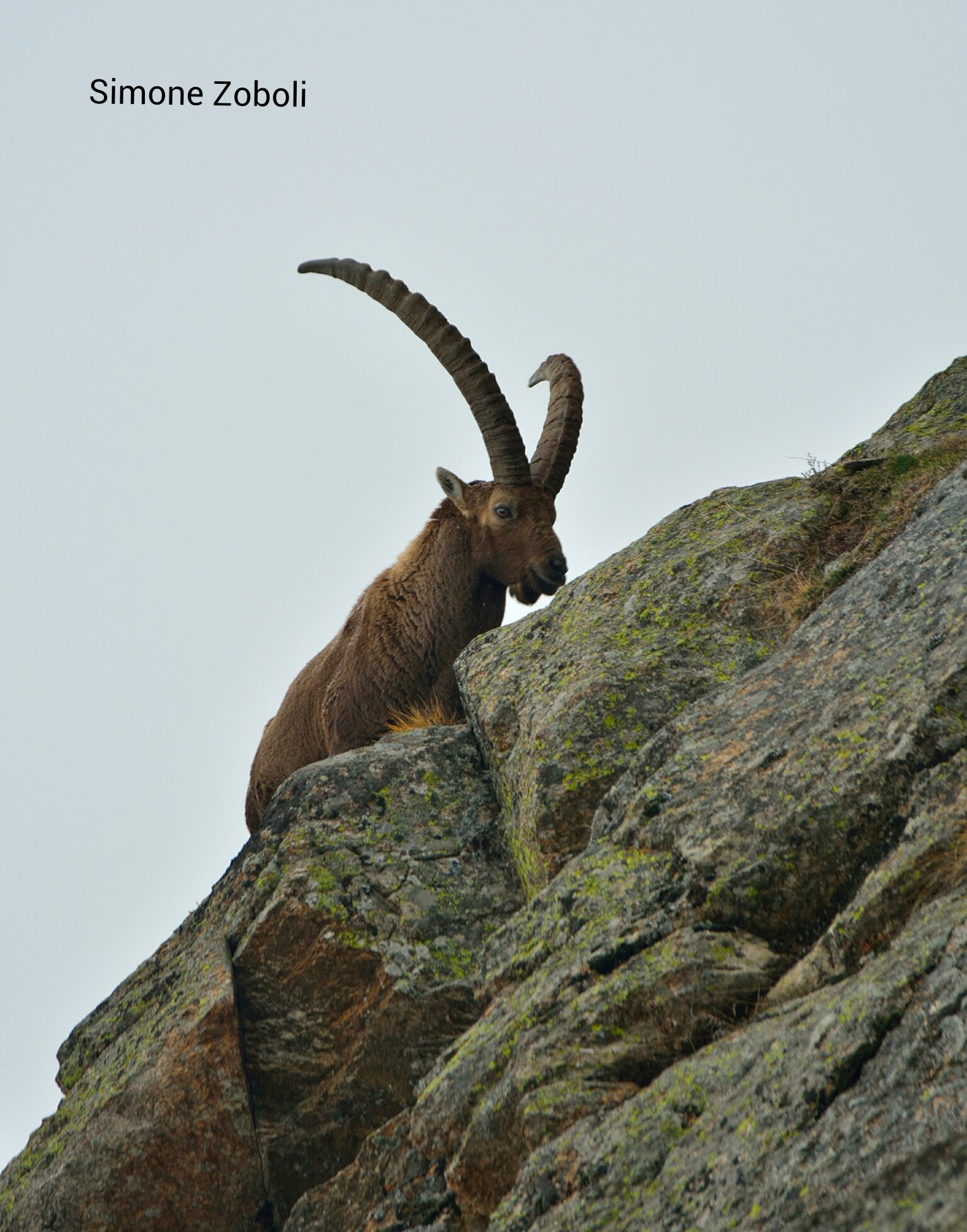 Ibex