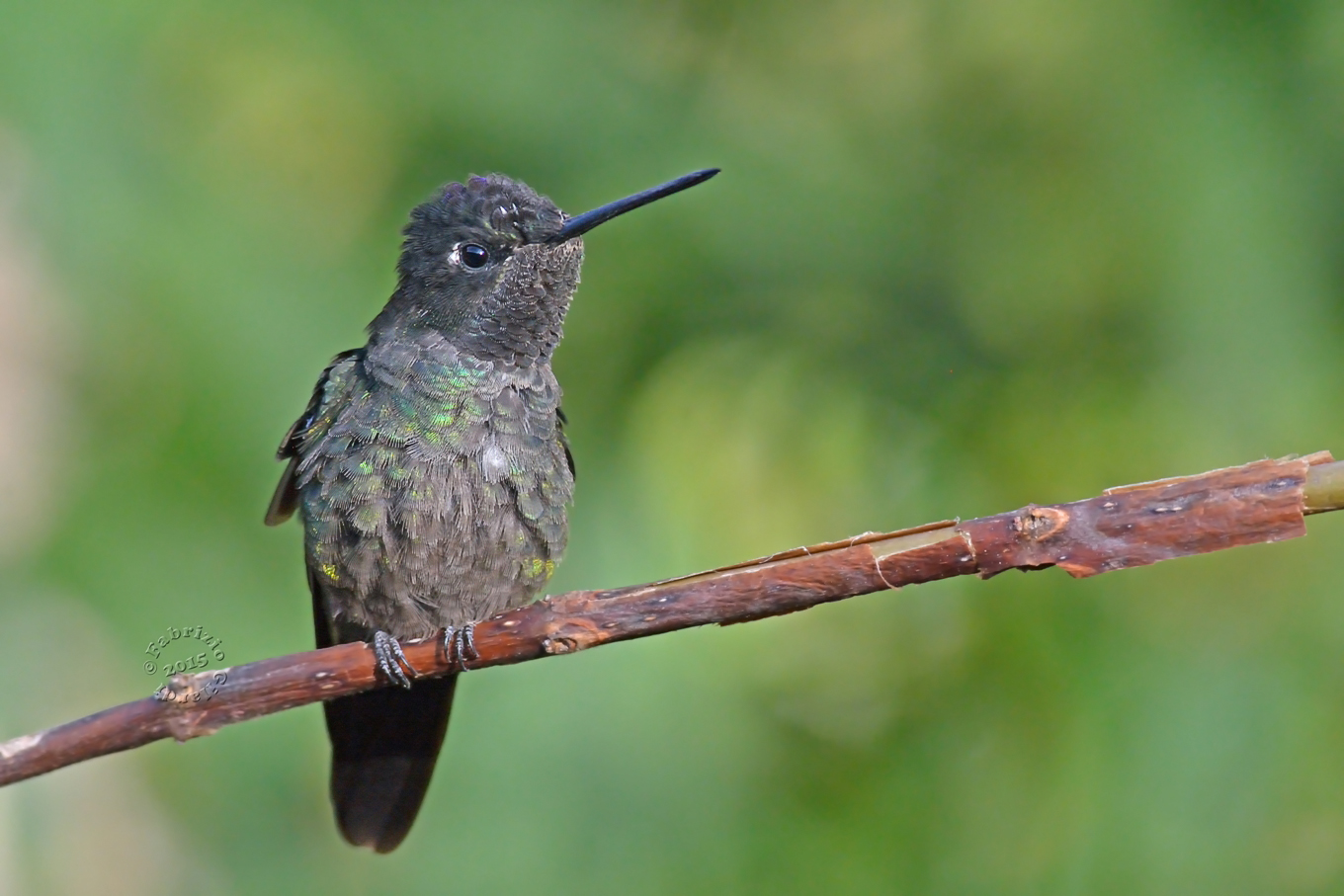 Colibrì magnifico(Eugenes fulgens)
