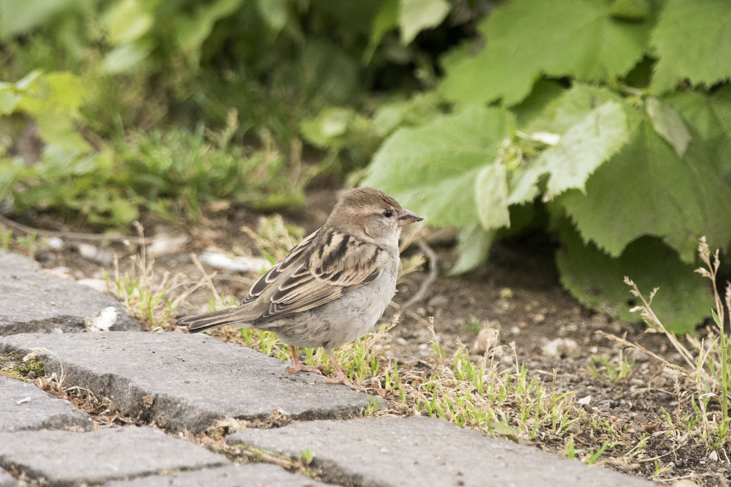 Passero Europeo.(Passer domesticus)