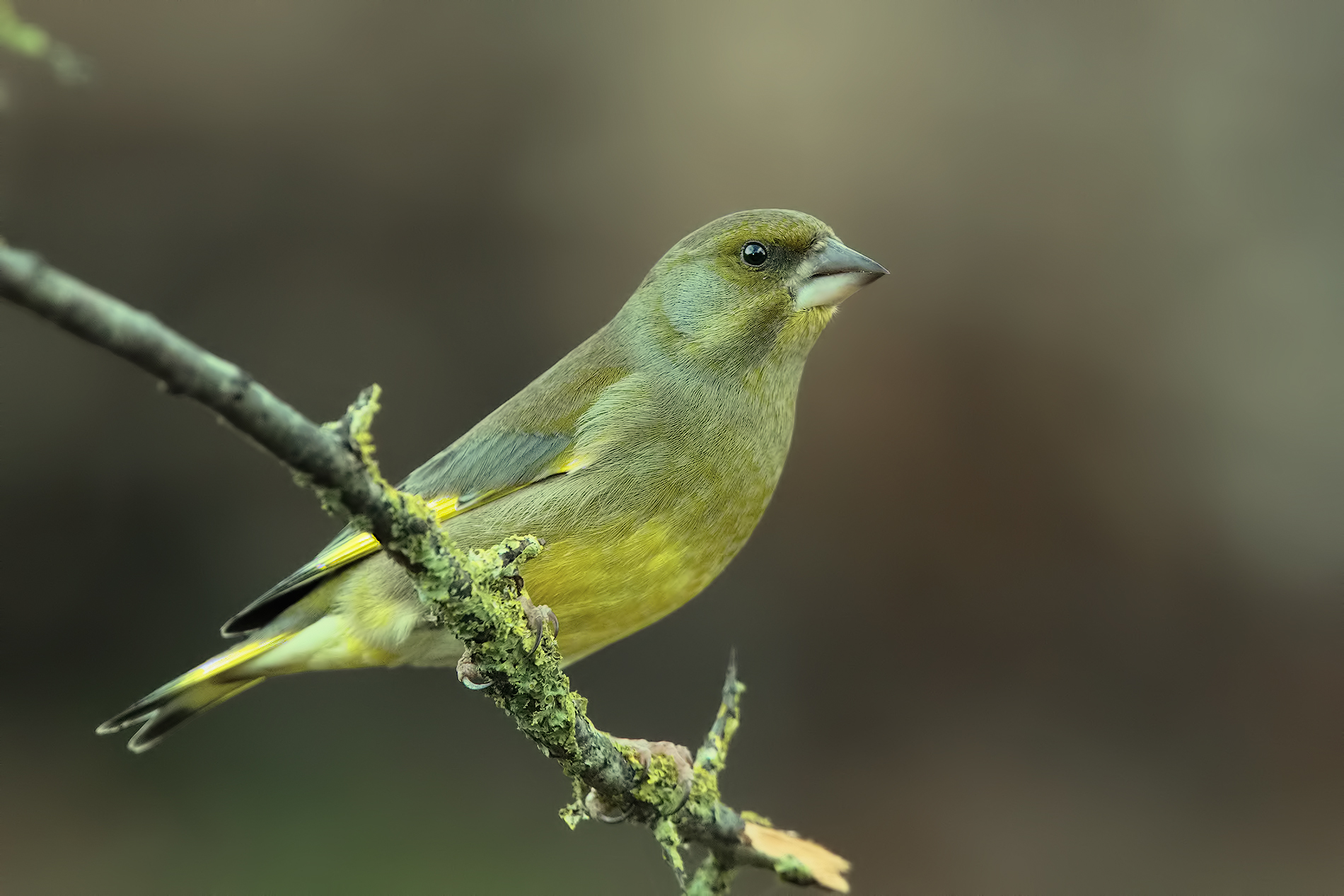 iso stellar for birdlife