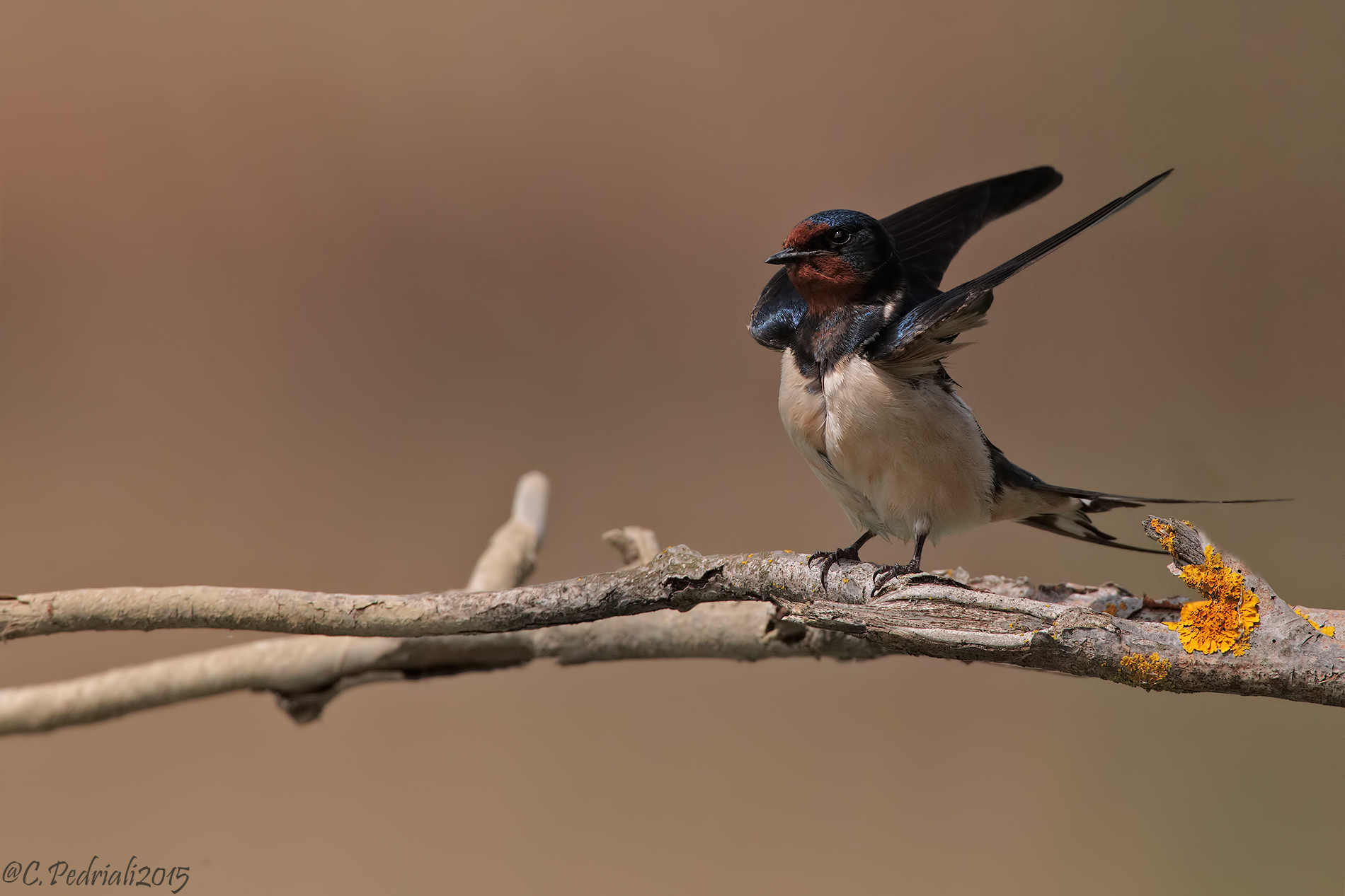 Swallow ... fetched ...