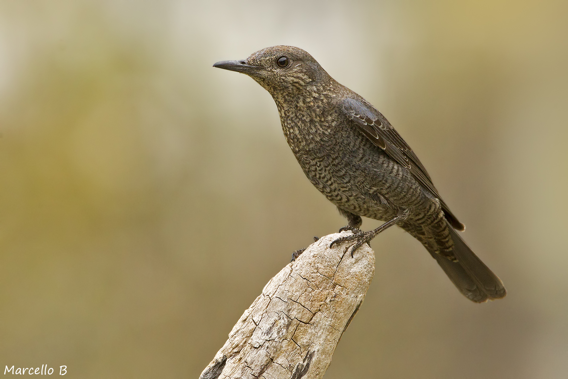 Passero Solitario - Alpi Apuane .