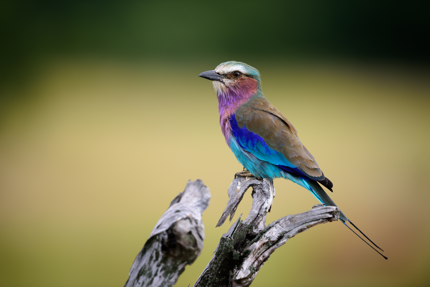 Jay Lilac-breasted Roller