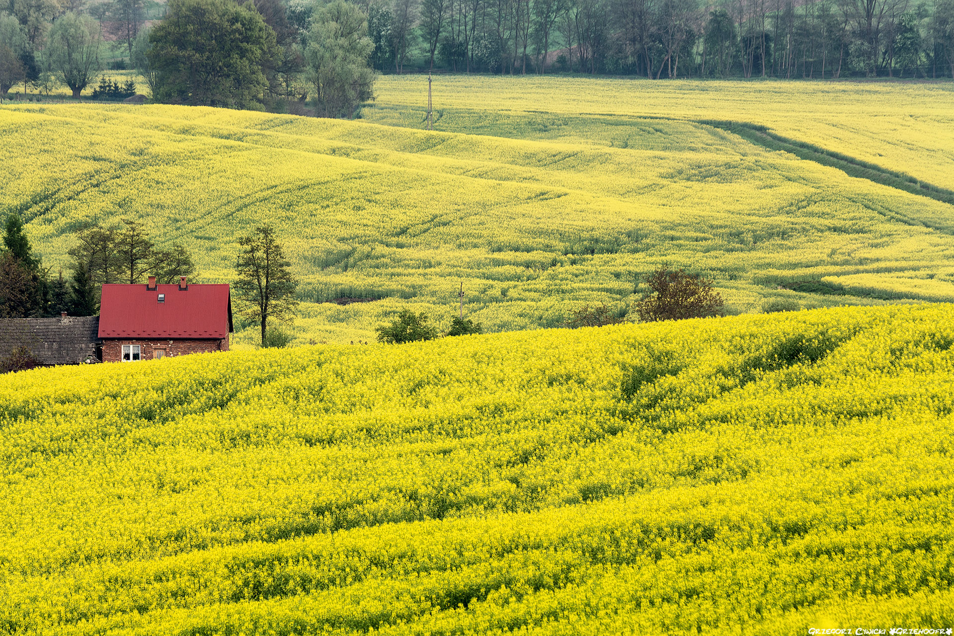 Inside rapeseed fields