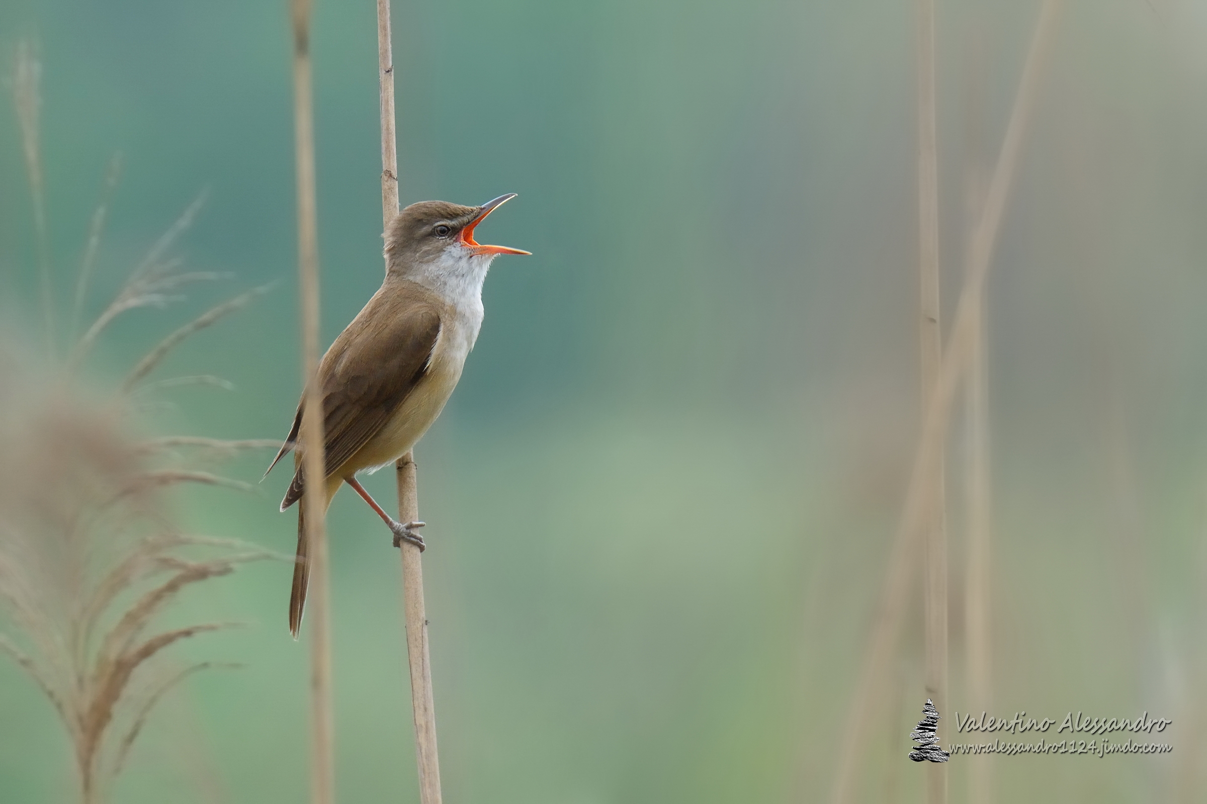 Il cantante del canneto