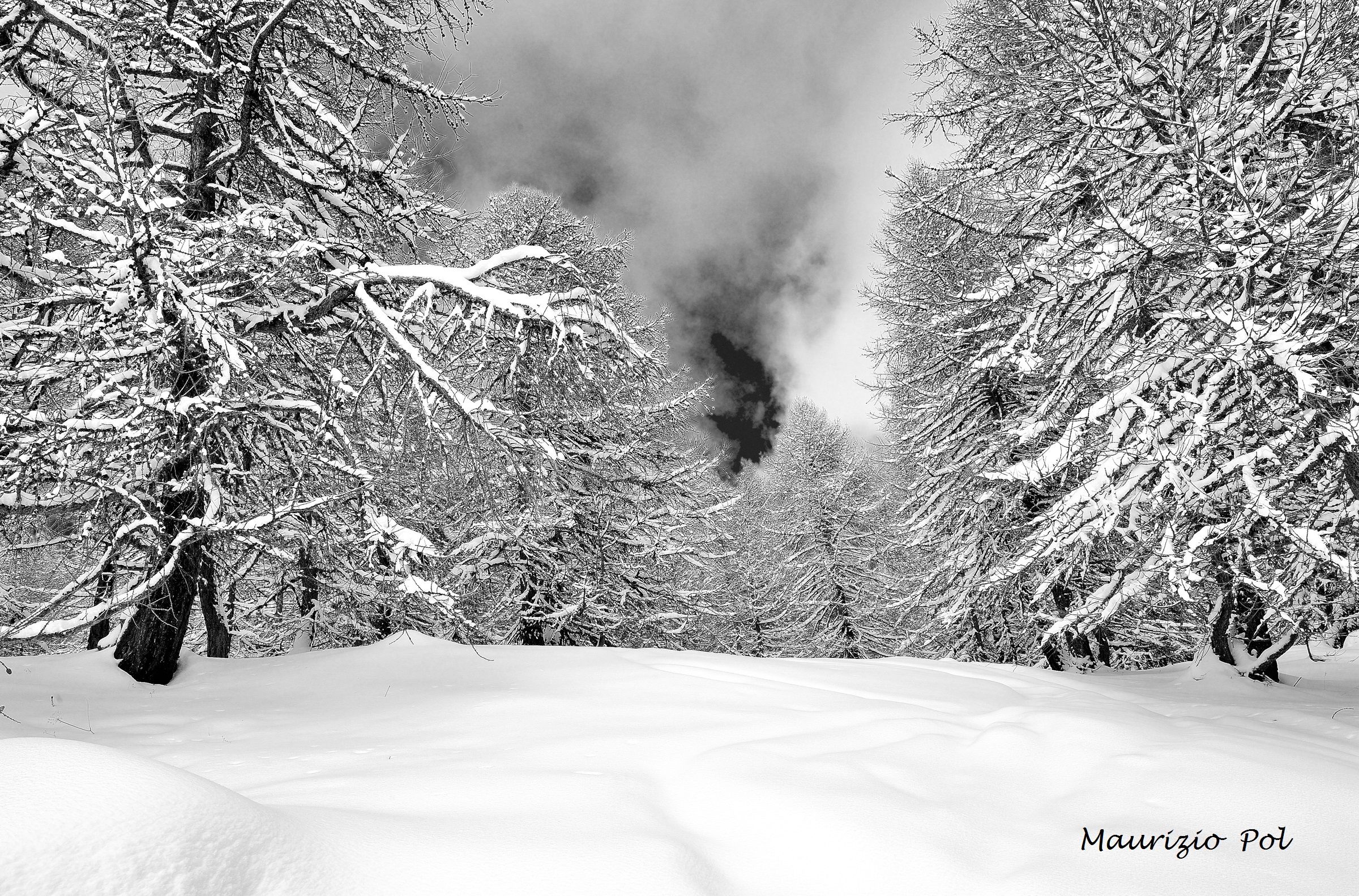 larches in Val st. barthelemy