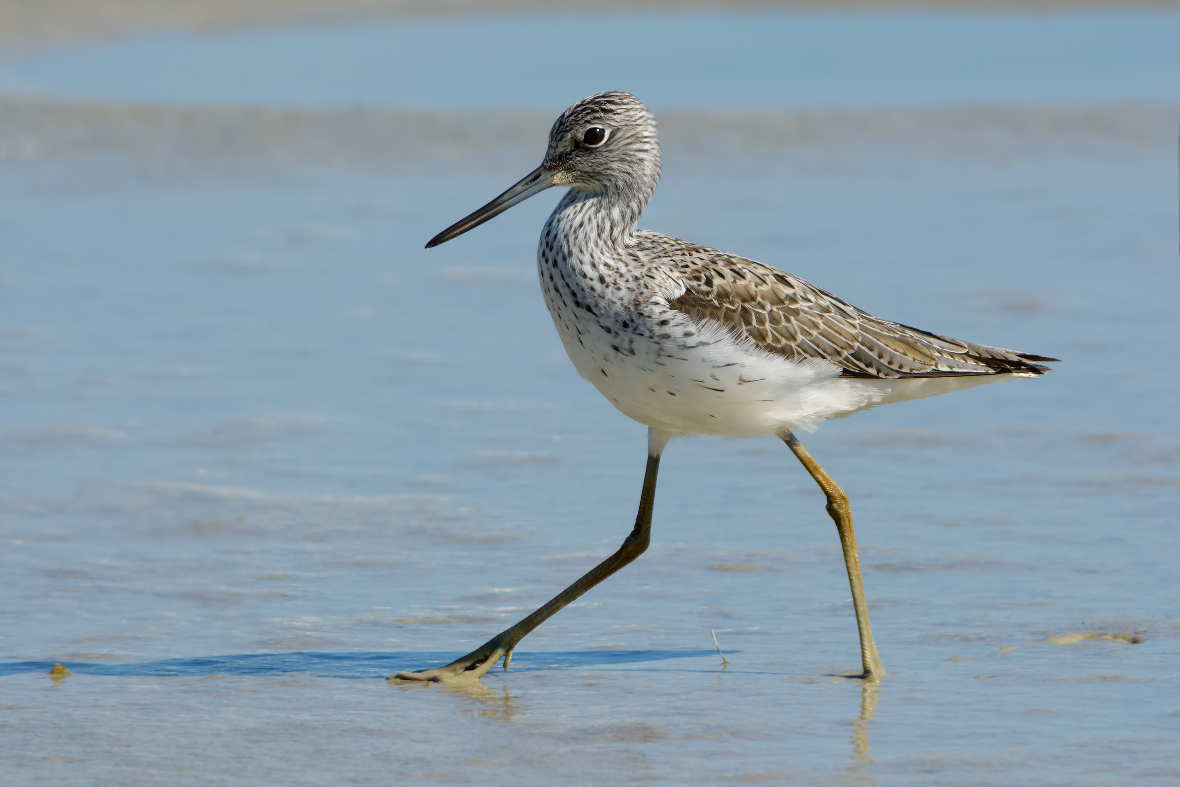 Greenshank (Tringa nebularia)