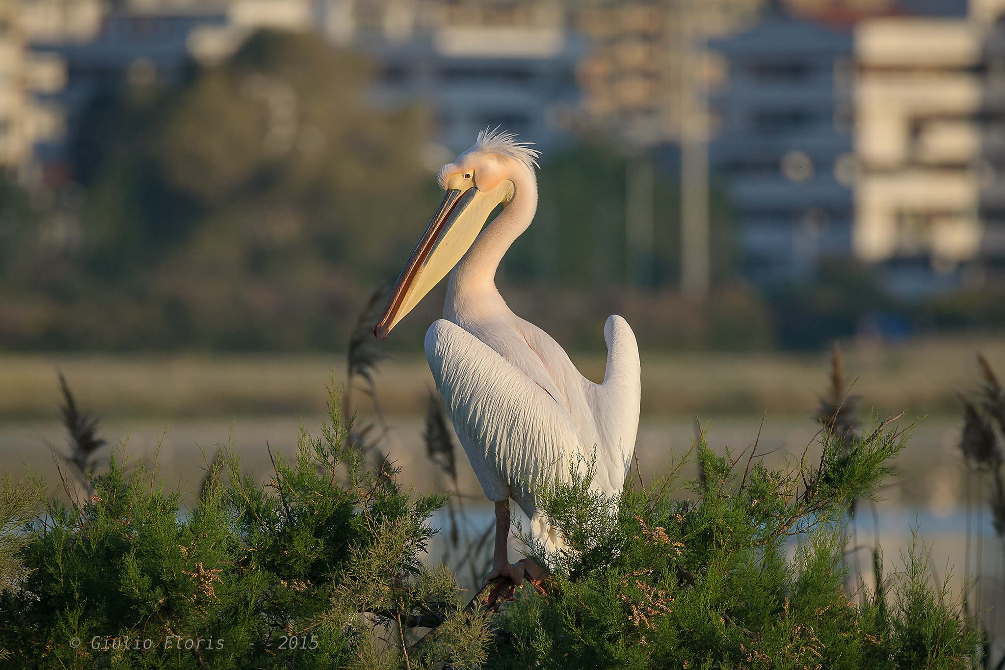 A Pelican in Cagliari