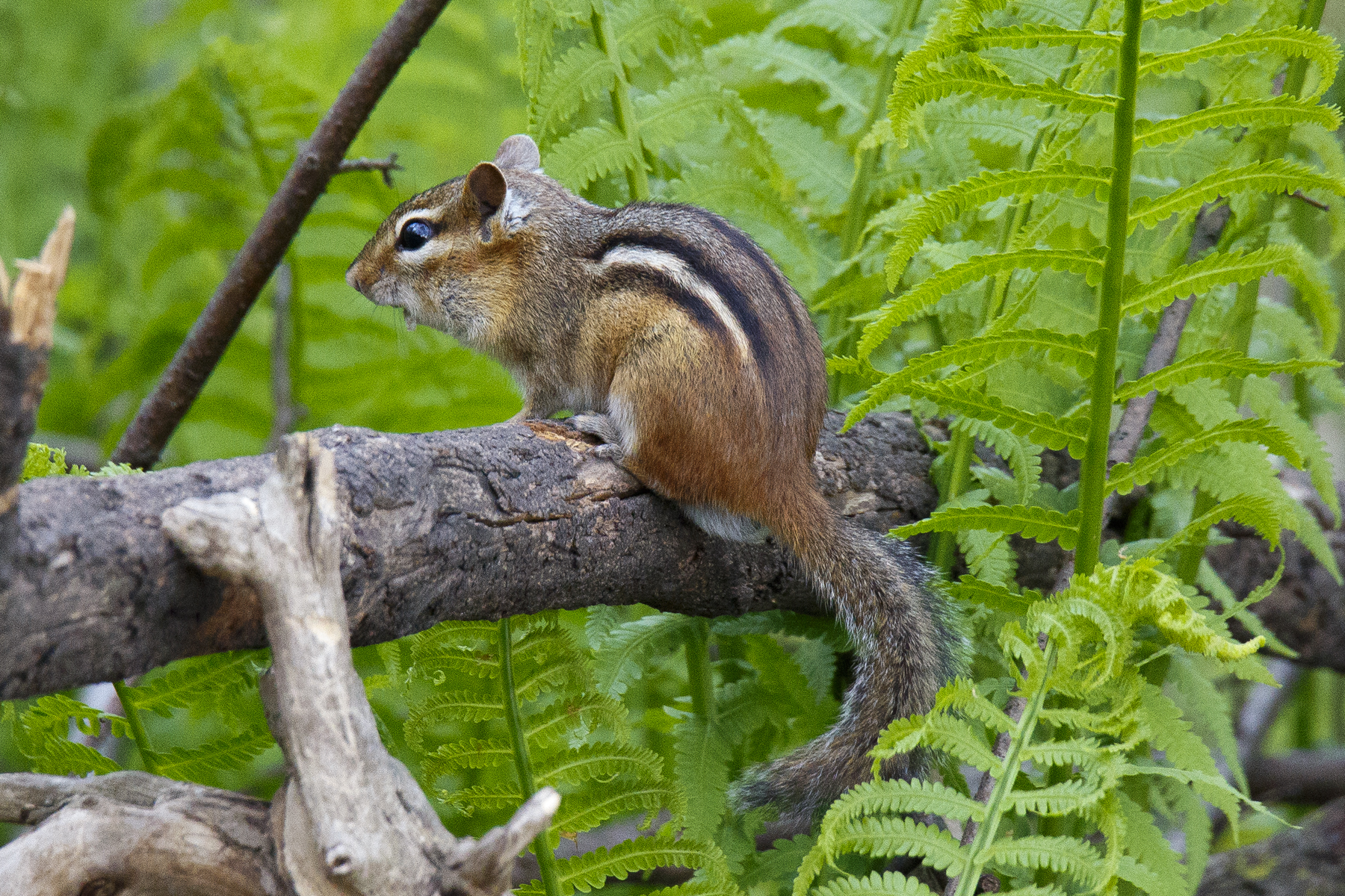 Chipmonk