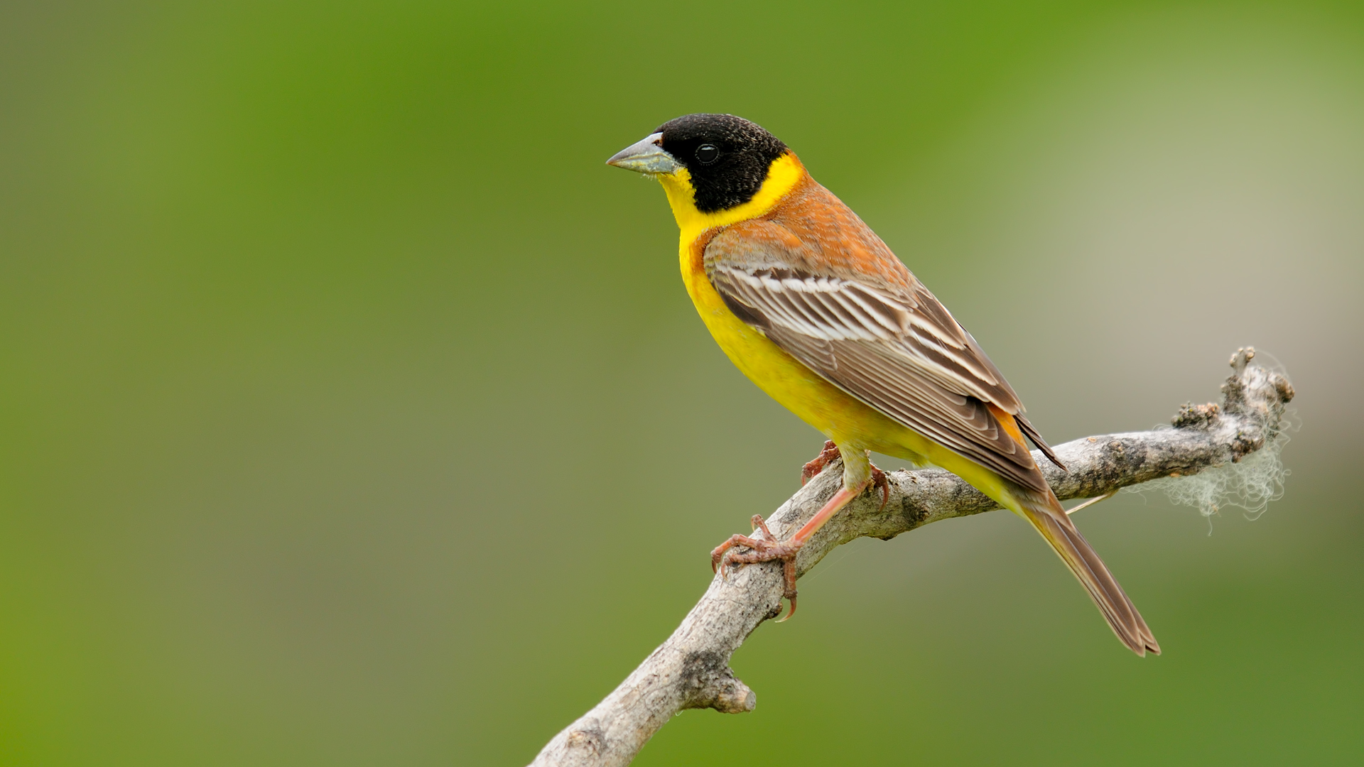 Karaba? L? Cinte »Emberiza melanocephala» Black-...