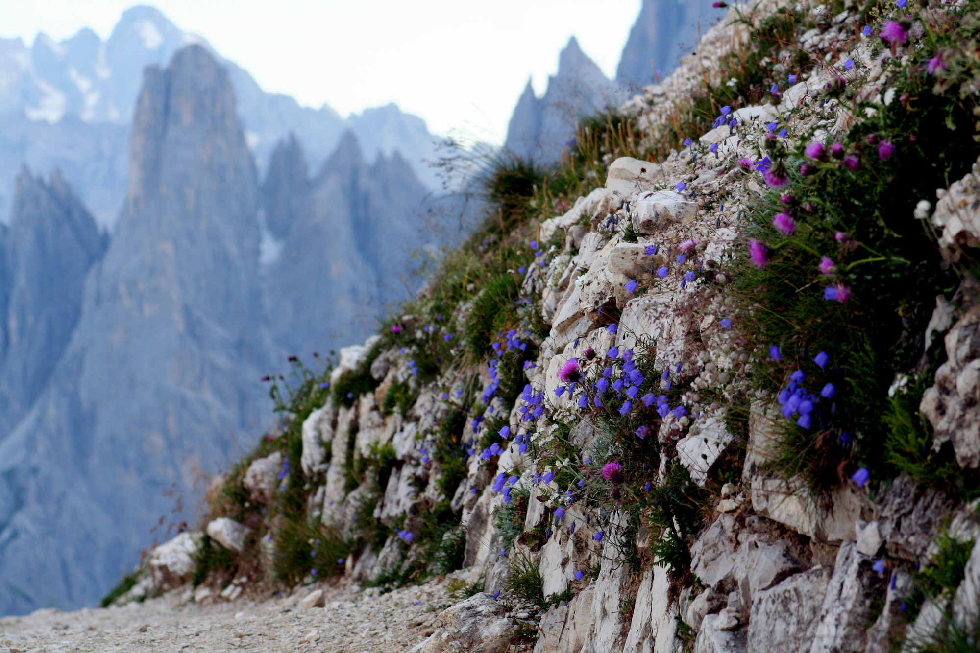 Scorcio floreale alle tre cime di Lavaredo