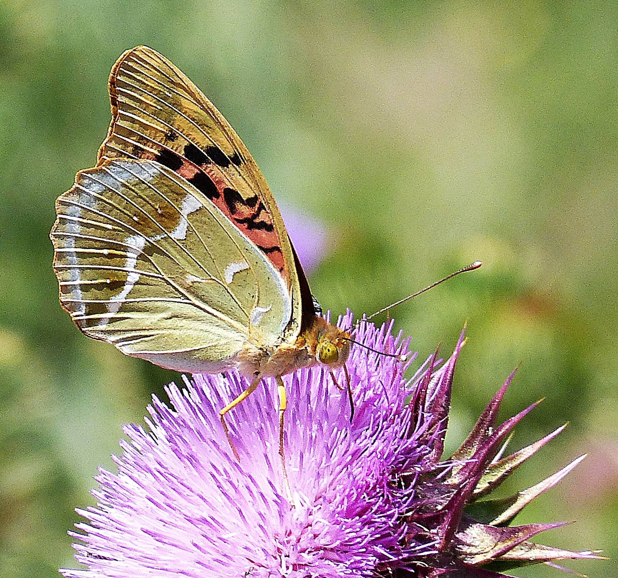 Colours butterflies