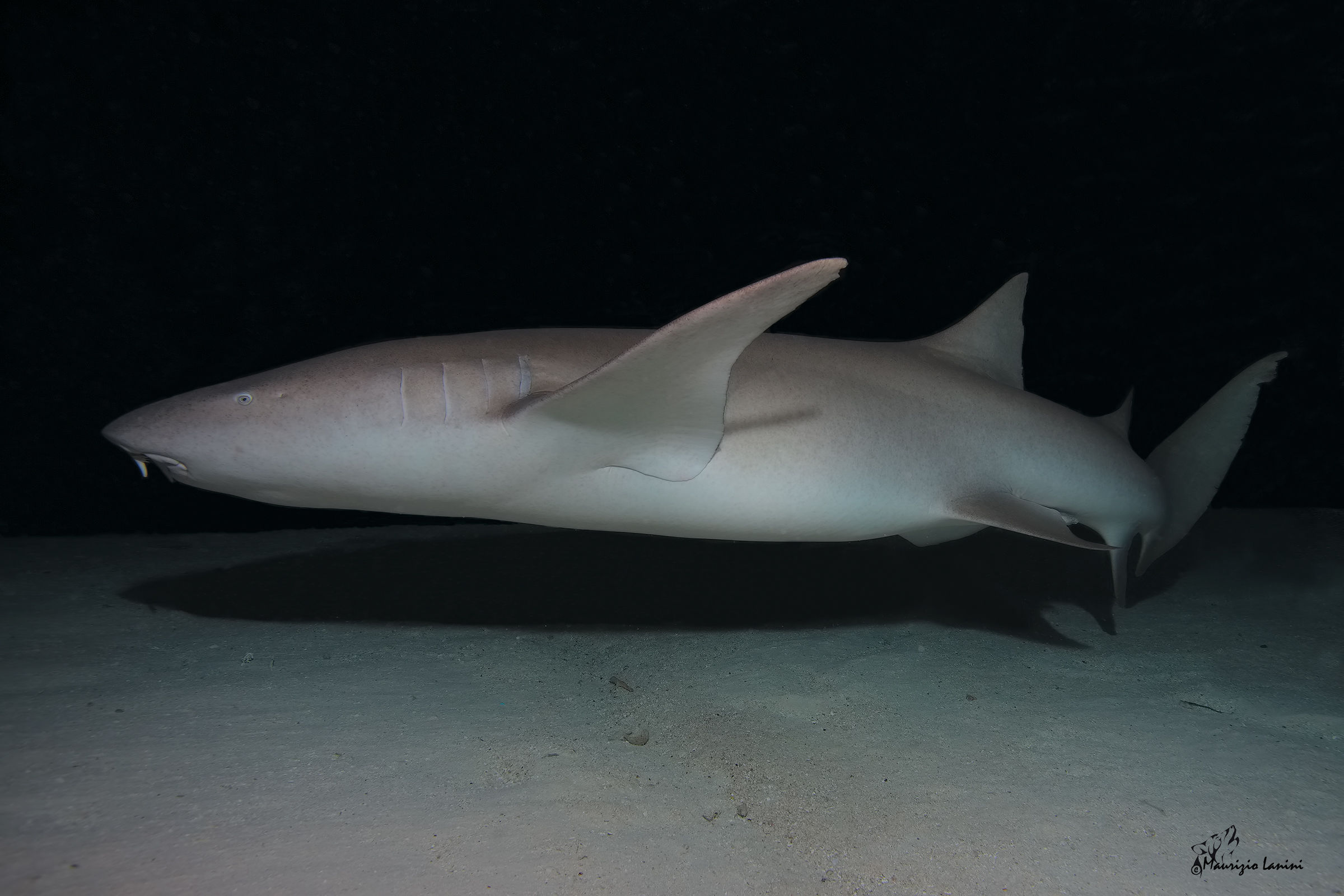 Squalo nutrice di notte ( solo HD)