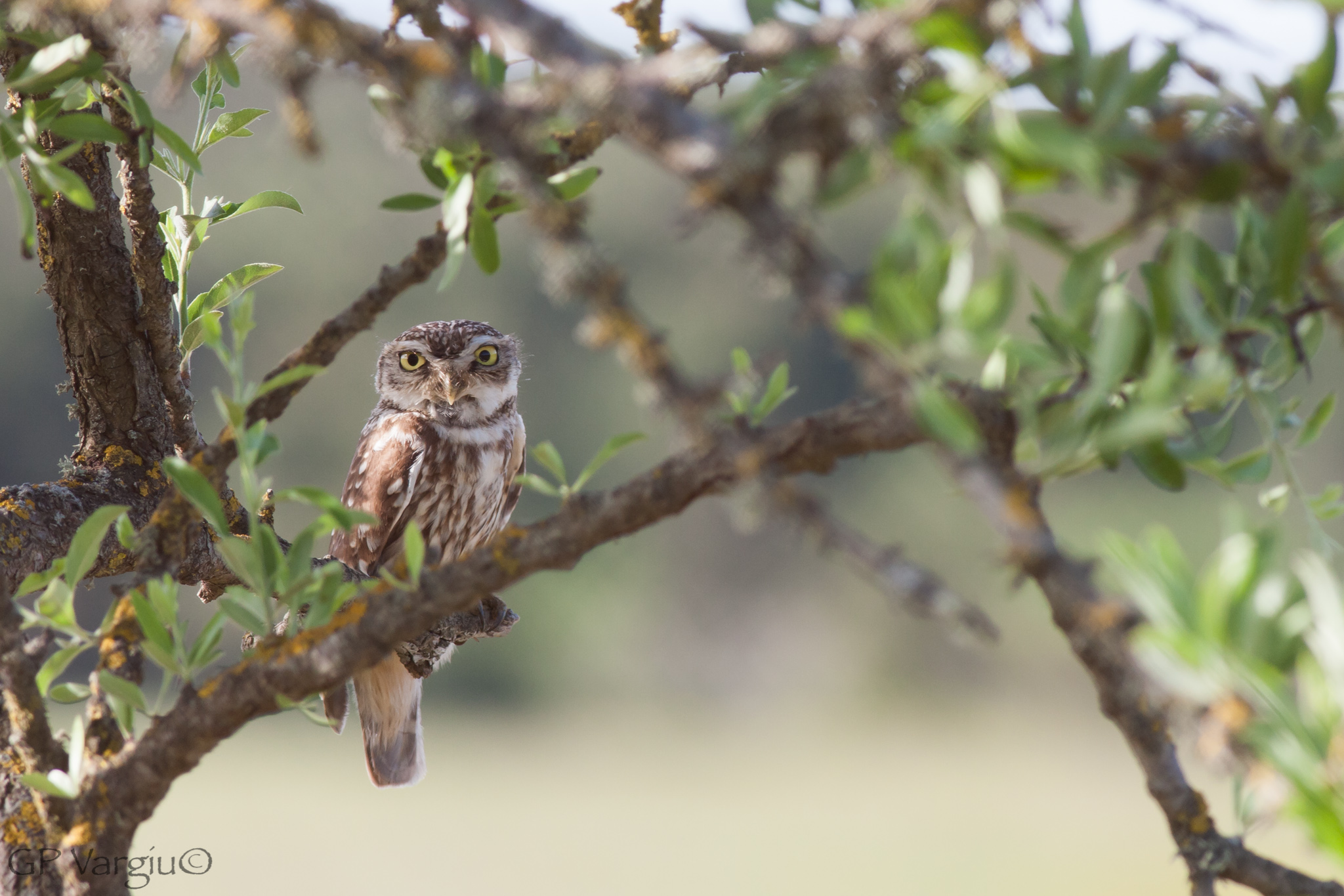 Civetta incorniciata